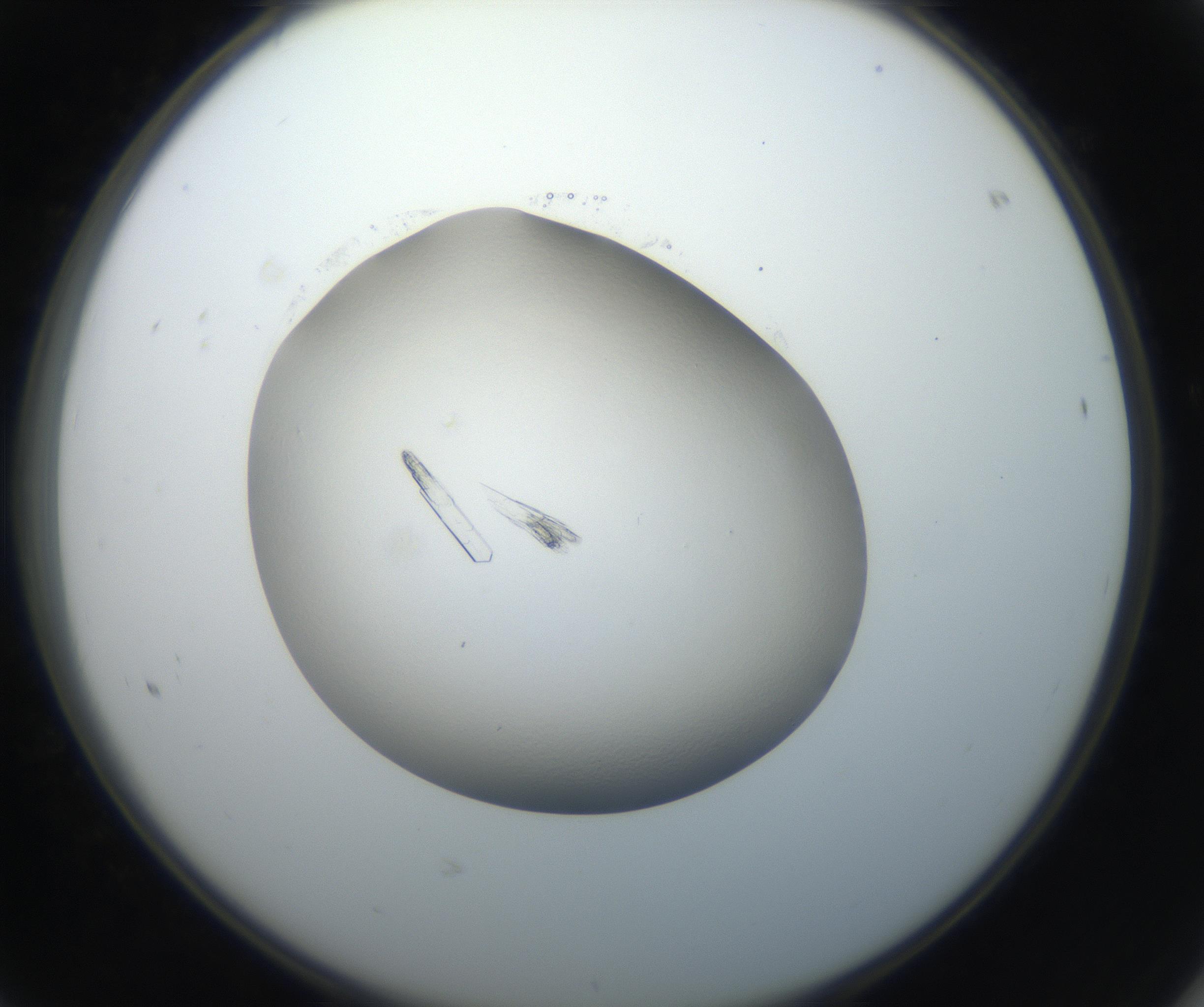 RI01_03_000_0212_Proj1_Clon1_MC_0000MC102648_002_160814_08_06_02_00_99_002_001_RAI.jpg