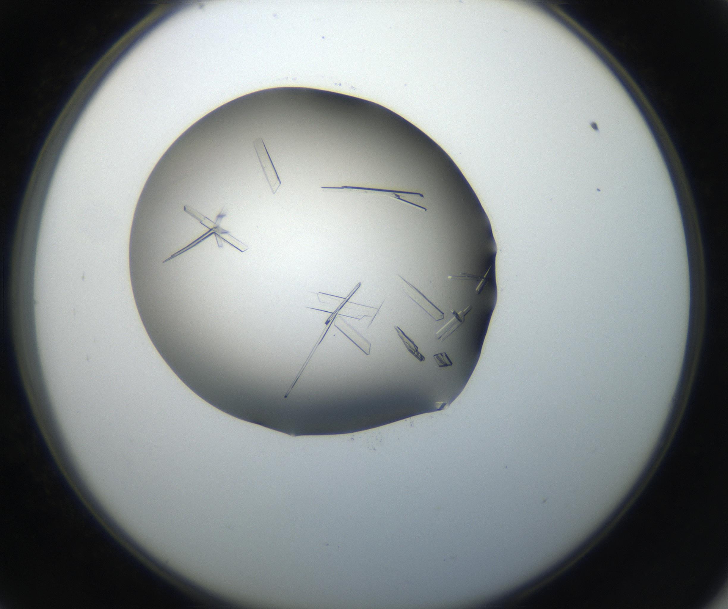 RI01_03_000_0212_Proj1_Clon1_MC_0000MC102648_002_160814_09_05_02_00_99_002_001_RAI.jpg