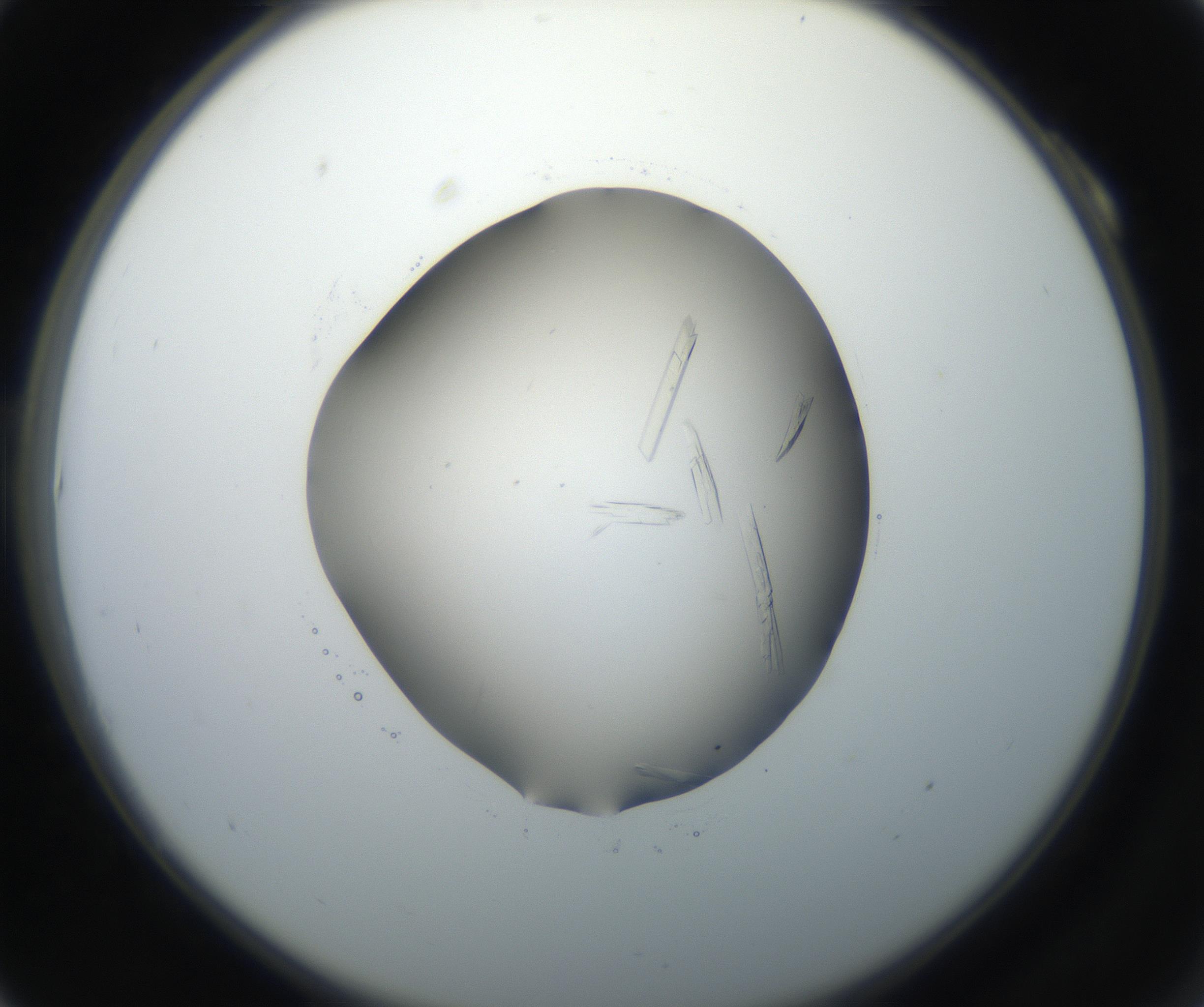 RI01_03_000_0212_Proj1_Clon1_MC_0000MC102648_002_160814_10_01_02_00_99_002_001_RAI.jpg