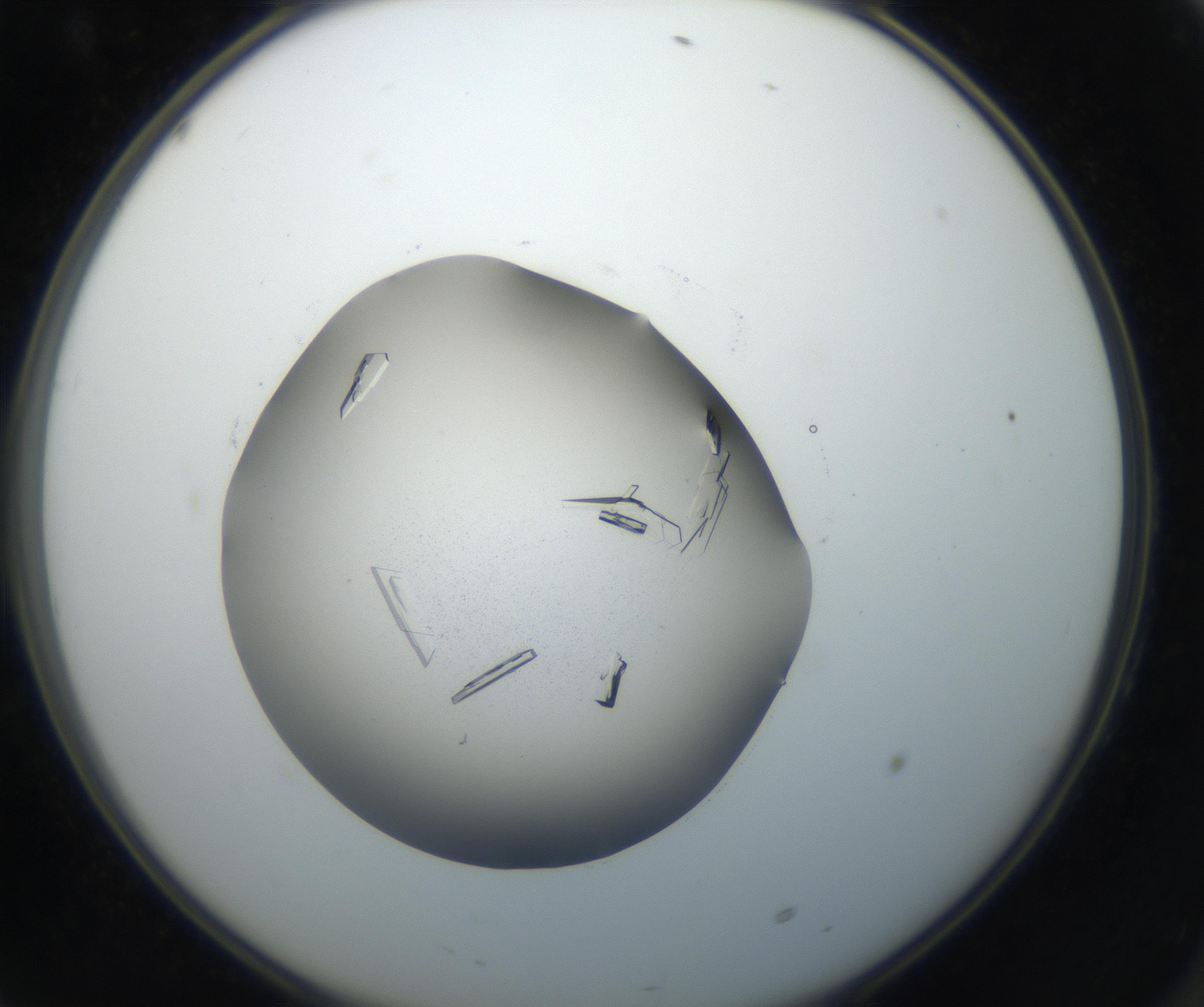 RI01_03_000_0212_Proj1_Clon1_MC_0000MC102648_002_160814_10_06_02_00_99_002_001_RAI.jpg