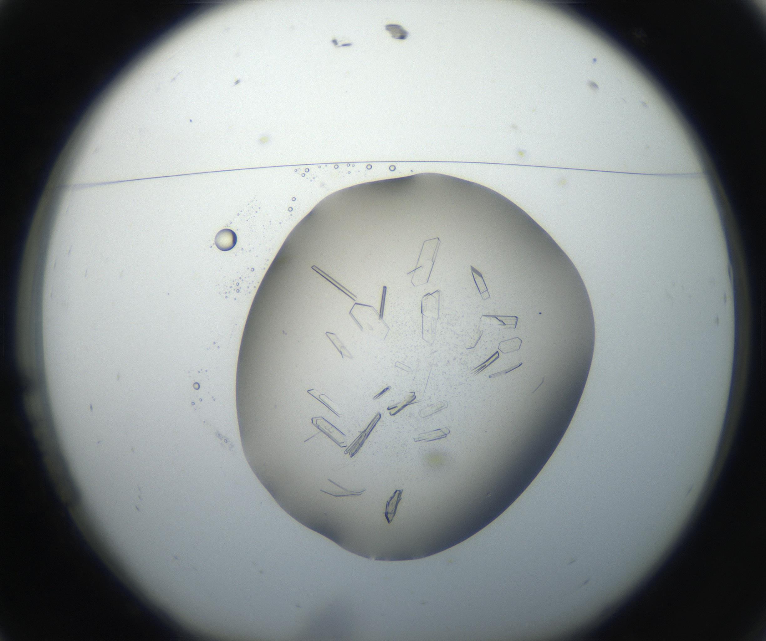 RI01_03_000_0212_Proj1_Clon1_MC_0000MC102648_002_160814_11_01_01_00_99_002_001_RAI.jpg
