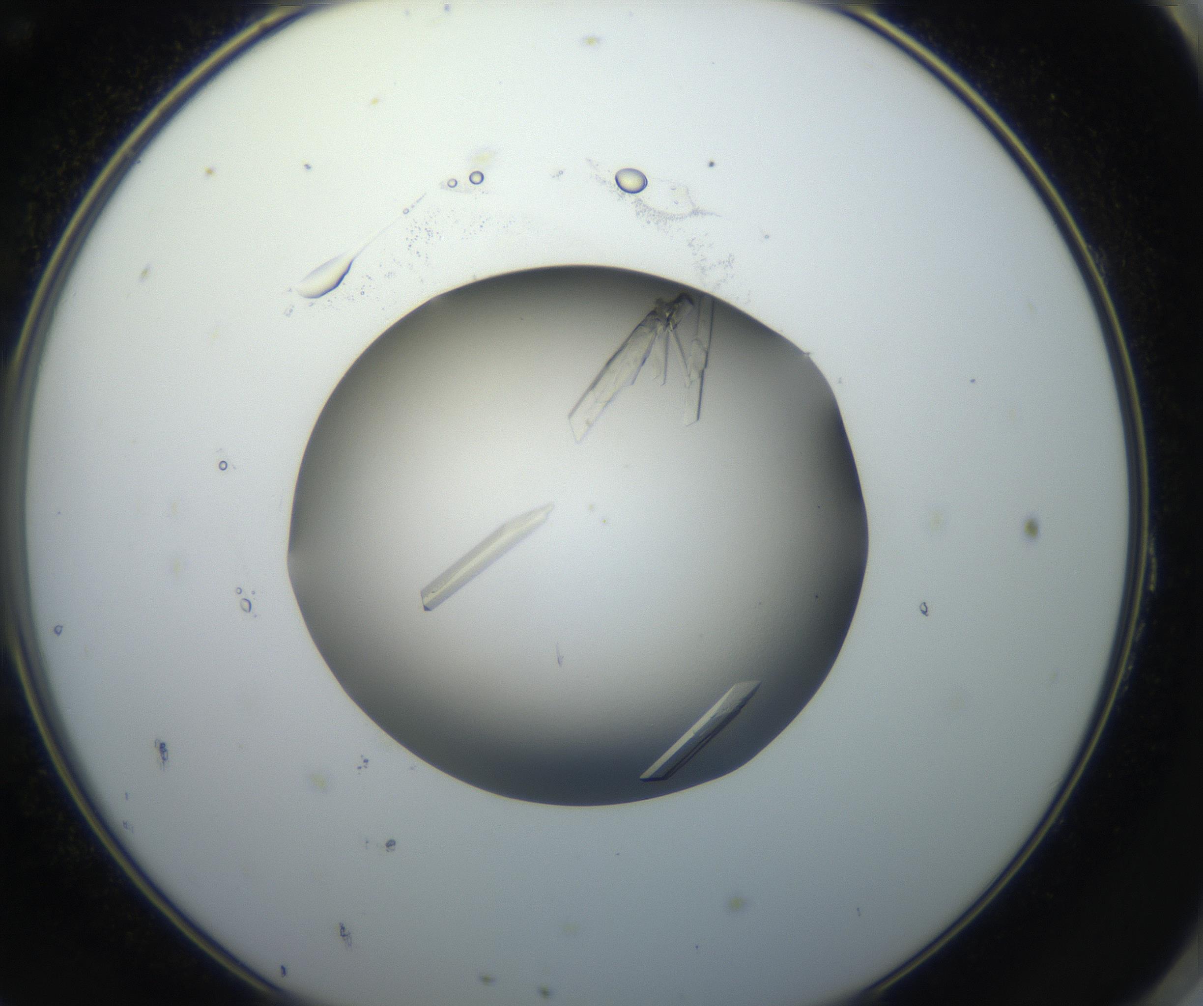 RI01_03_000_0212_Proj1_Clon1_MC_0000MC102648_002_160814_11_08_02_00_99_002_001_RAI.jpg