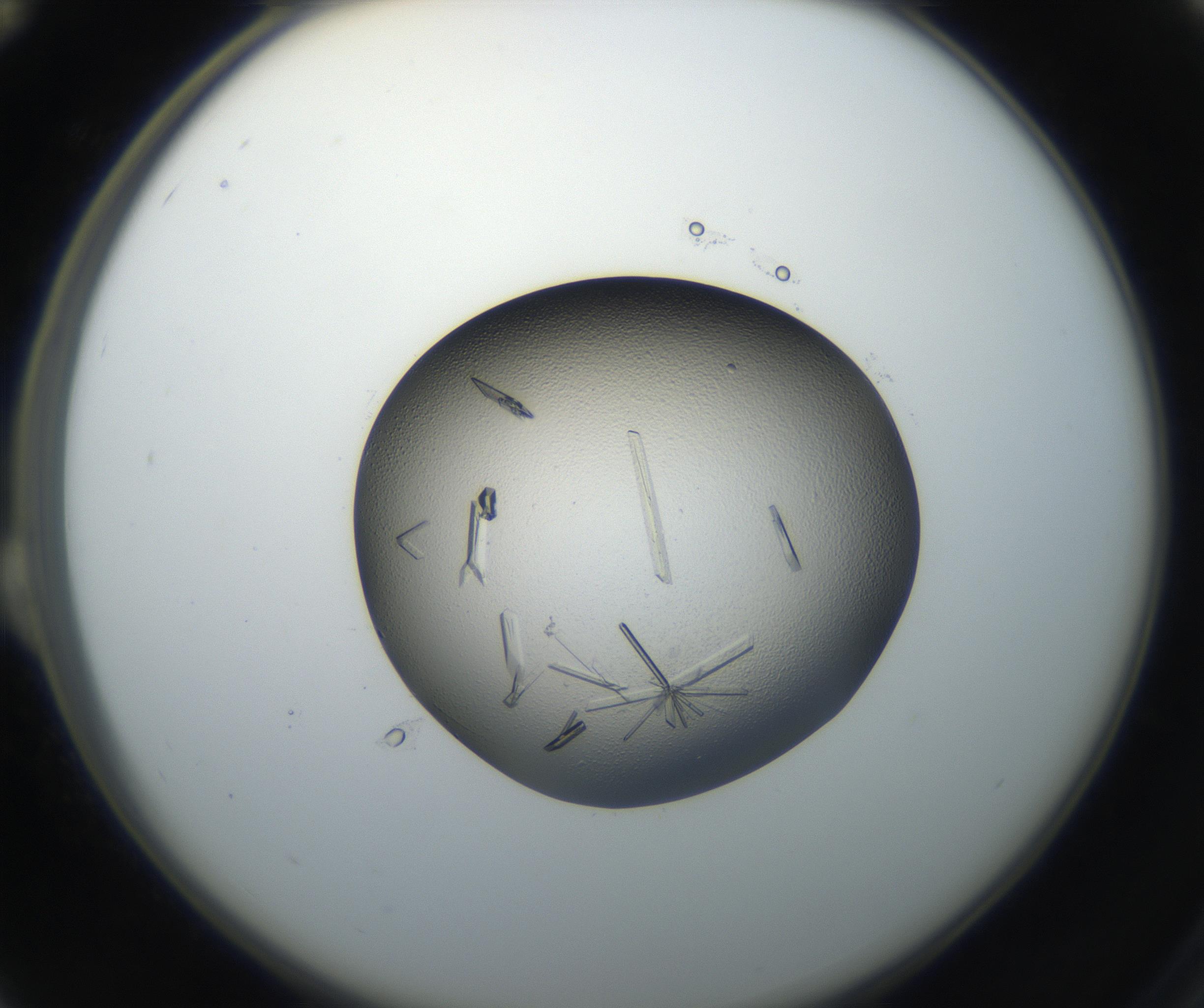 RI01_03_000_0212_Proj1_Clon1_MC_0000MC102648_002_160814_12_02_02_00_99_002_001_RAI.jpg