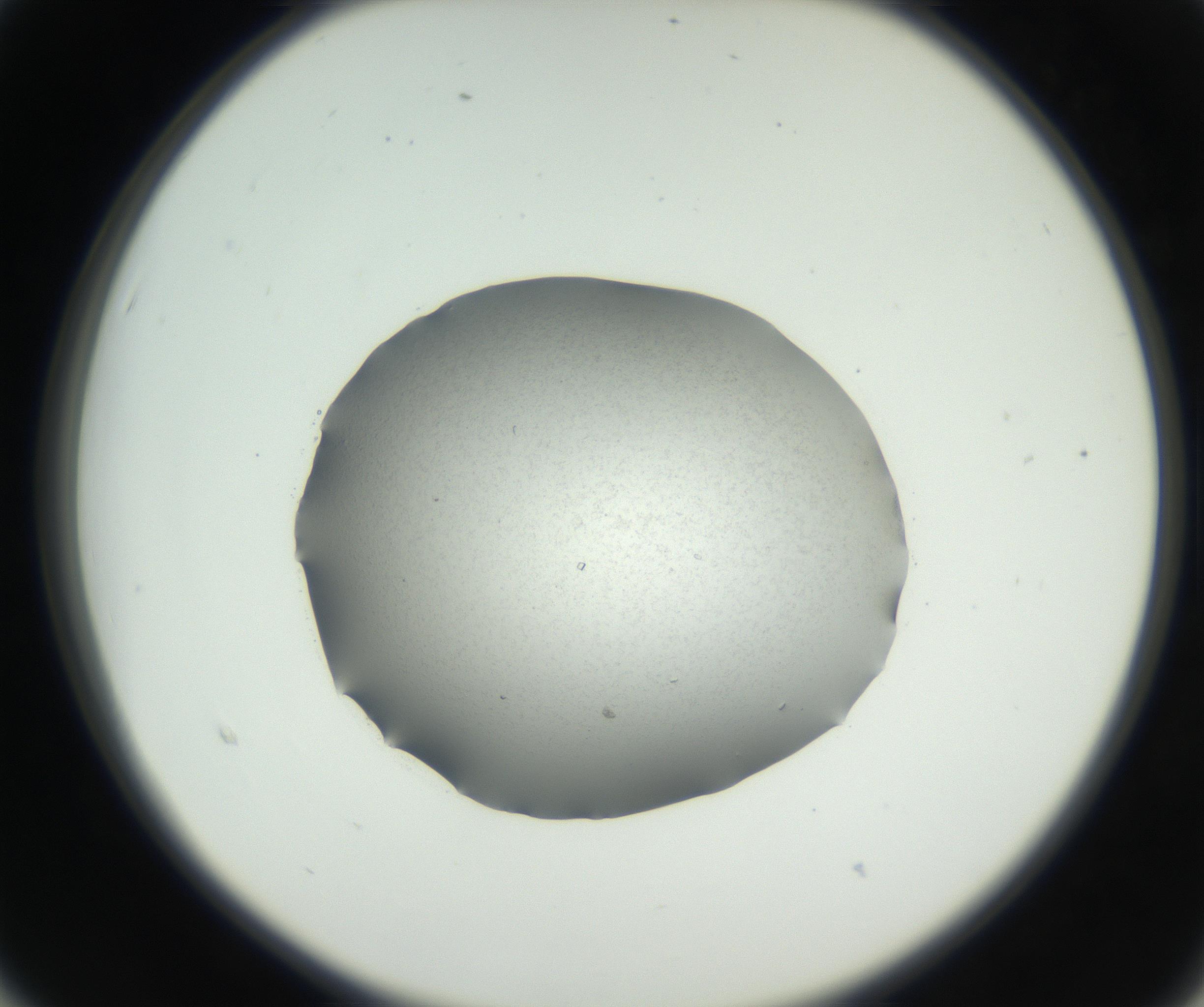 RI01_03_000_0212_Proj1_Clon1_MC_0000MC102649_003_160820_03_02_02_00_99_002_001_RAI.jpg