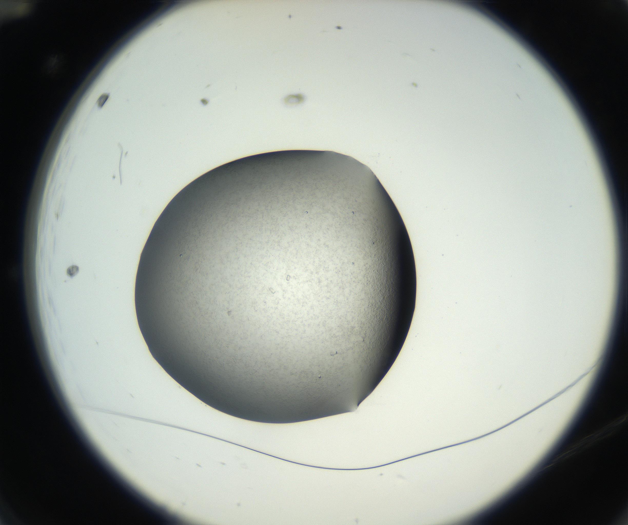 RI01_03_000_0212_Proj1_Clon1_MC_0000MC102649_003_160820_12_01_02_00_99_002_001_RAI.jpg
