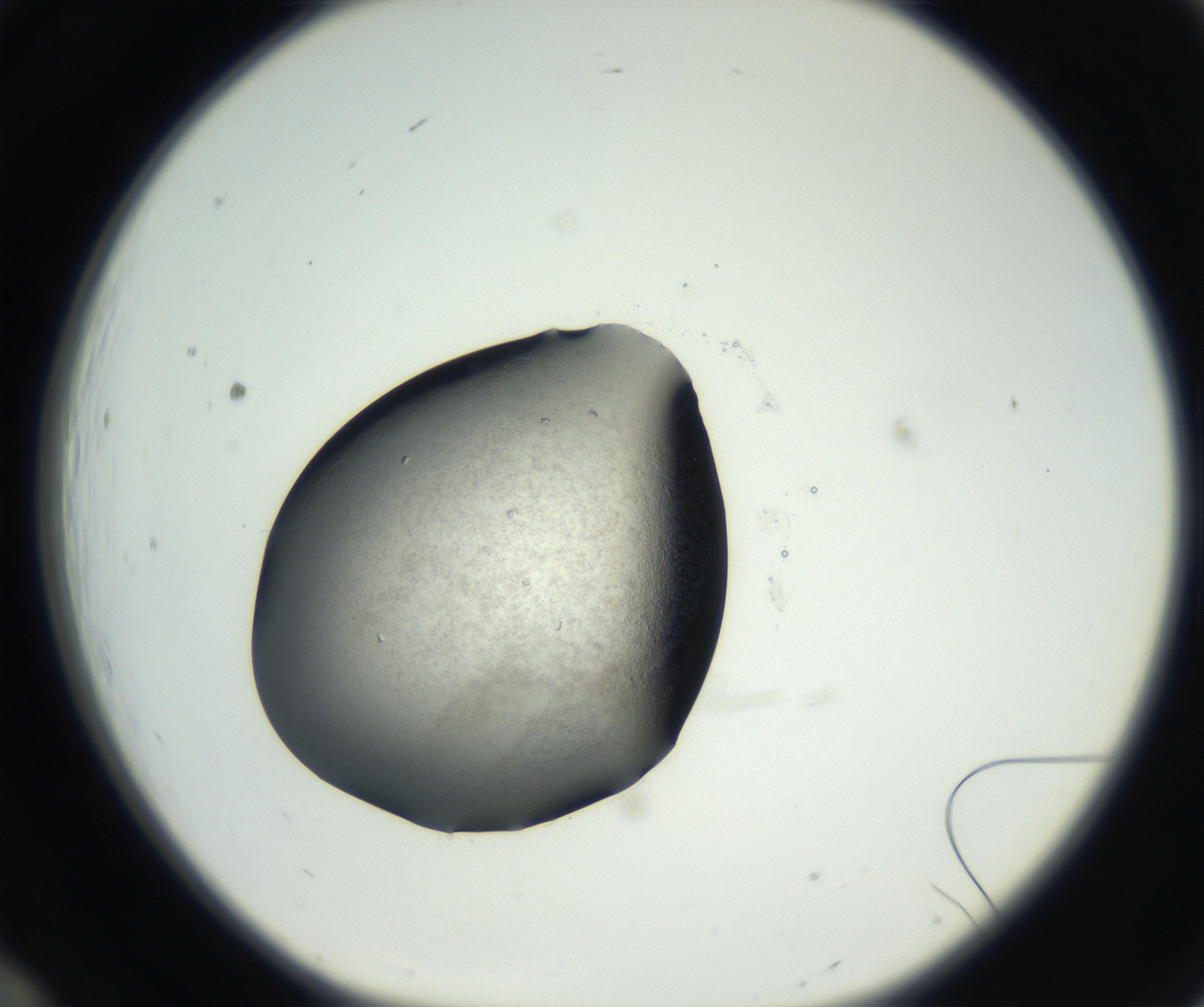 RI01_03_000_0212_Proj1_Clon1_MC_0000MC102649_005_160824_12_01_01_00_99_002_001_RAI.jpg