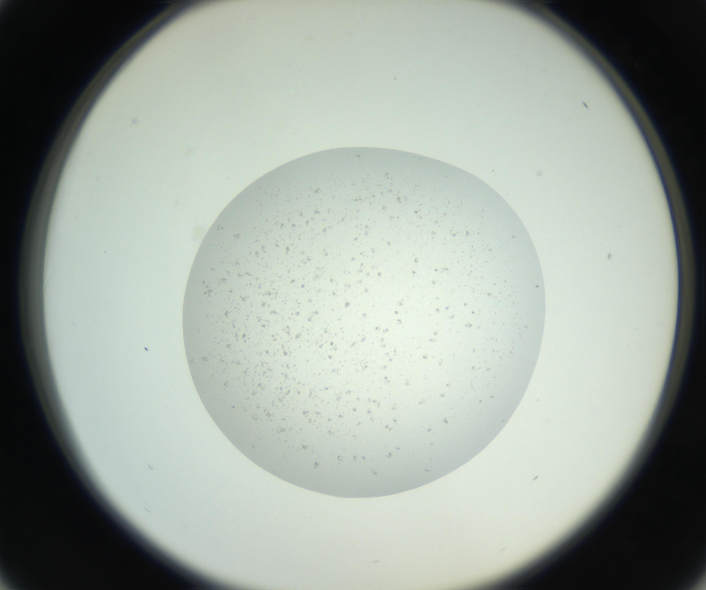 RI01_03_000_0212_Proj1_Clon1_MC_0000MC102649_010_160922_01_04_02_00_99_002_001_RAI.jpg