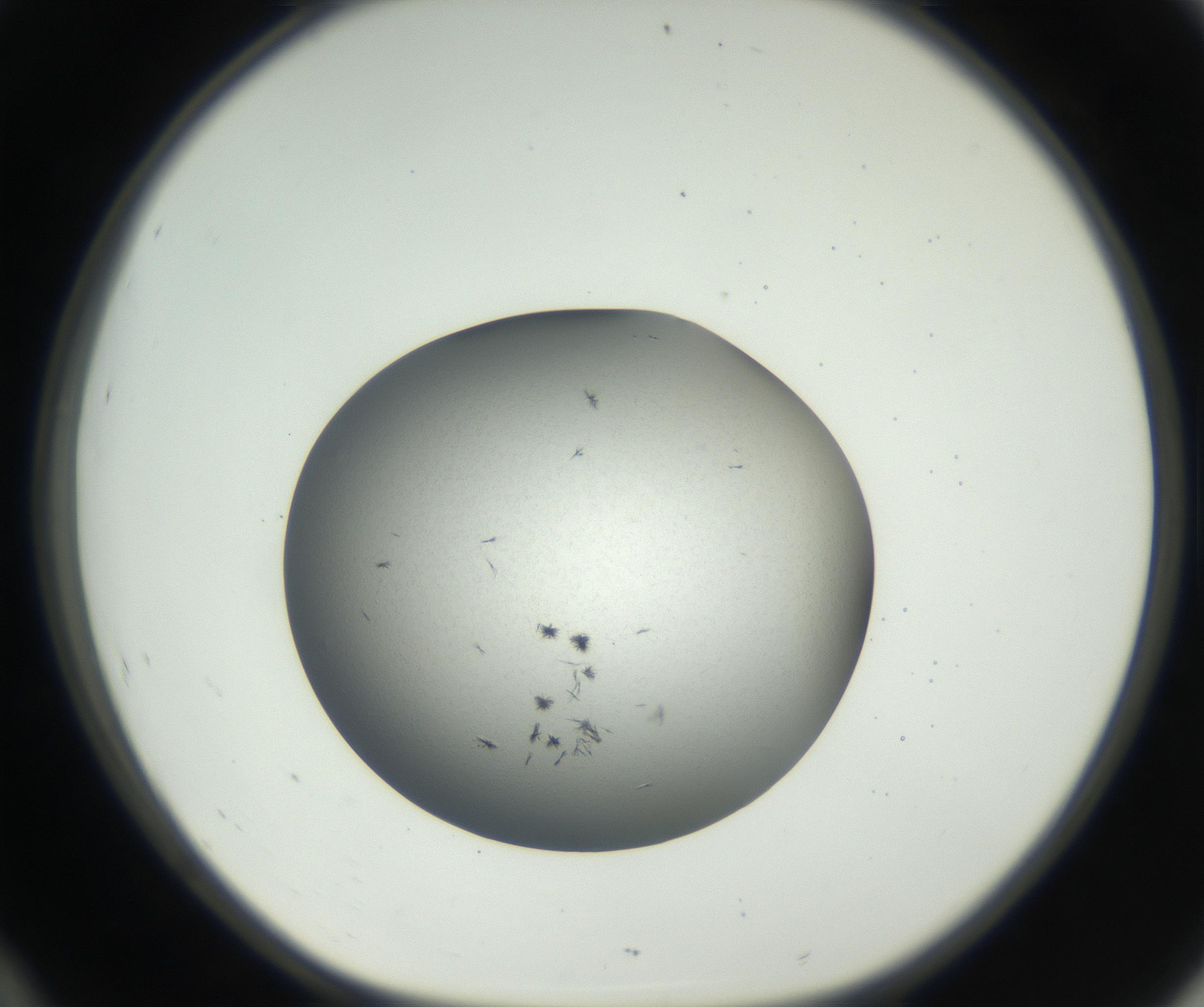 RI01_03_000_0212_Proj1_Clon1_MC_0000MC102650_002_160818_10_04_01_00_99_002_001_RAI.jpg