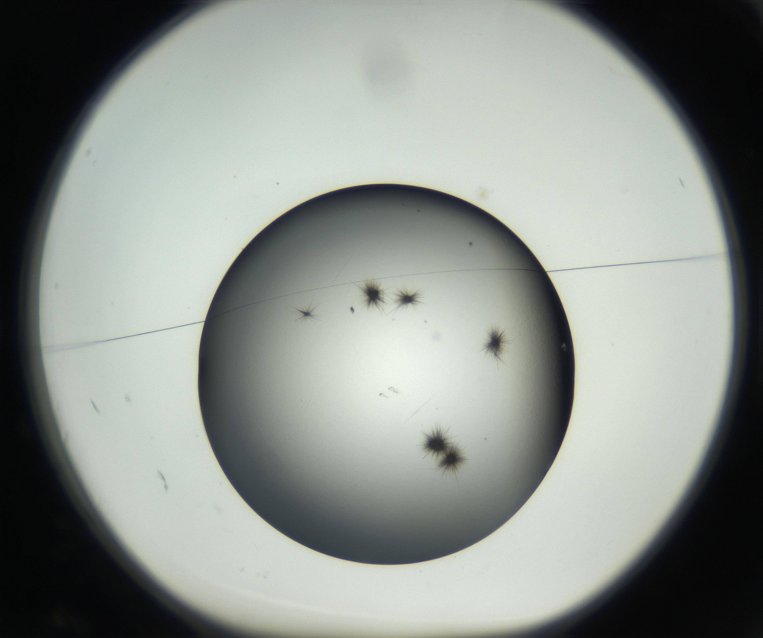 RI01_03_000_0212_Proj1_Clon1_MC_0000MC102650_005_160824_02_01_01_00_99_002_001_RAI.jpg