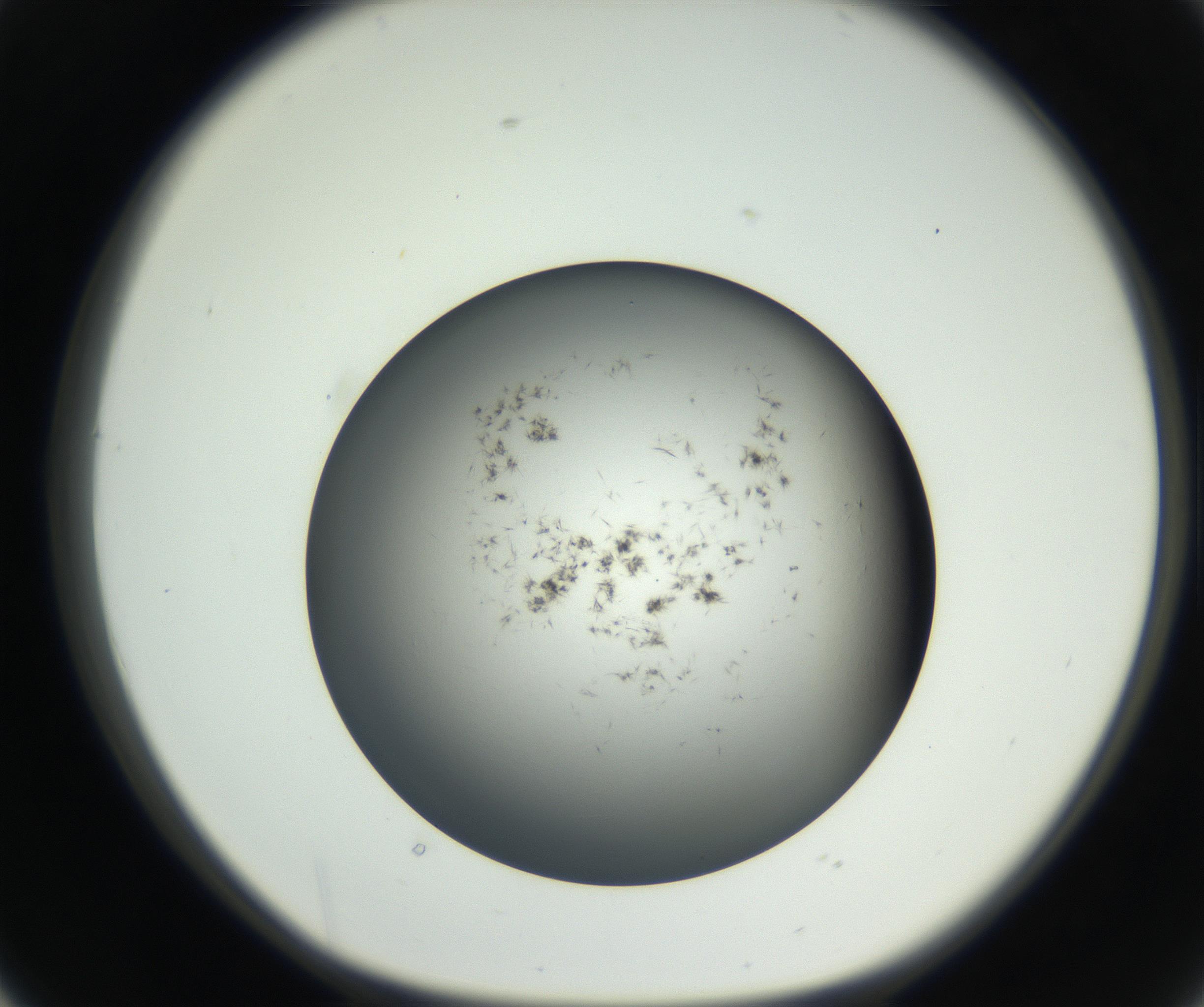 RI01_03_000_0212_Proj1_Clon1_MC_0000MC102650_005_160824_02_04_01_00_99_002_001_RAI.jpg