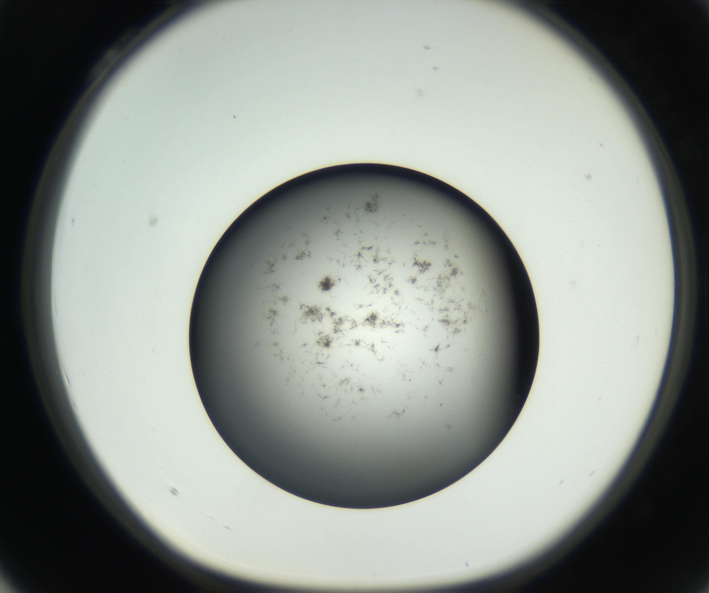 RI01_03_000_0212_Proj1_Clon1_MC_0000MC102650_005_160824_04_03_01_00_99_002_001_RAI.jpg
