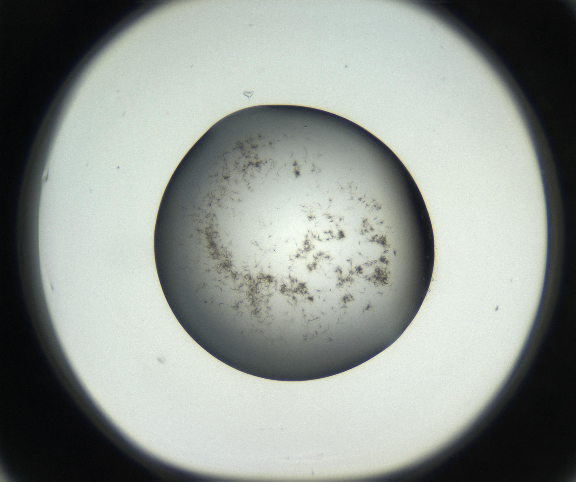 RI01_03_000_0212_Proj1_Clon1_MC_0000MC102650_005_160824_05_05_01_00_99_002_001_RAI.jpg