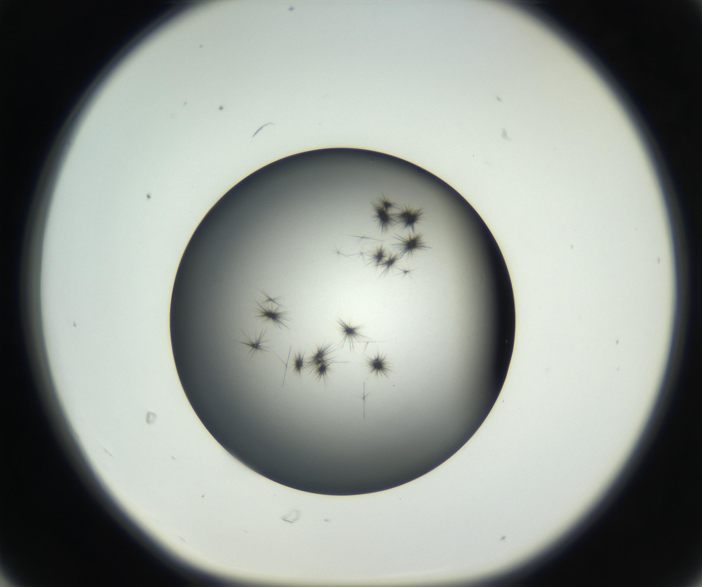 RI01_03_000_0212_Proj1_Clon1_MC_0000MC102650_005_160824_06_03_01_00_99_002_001_RAI.jpg