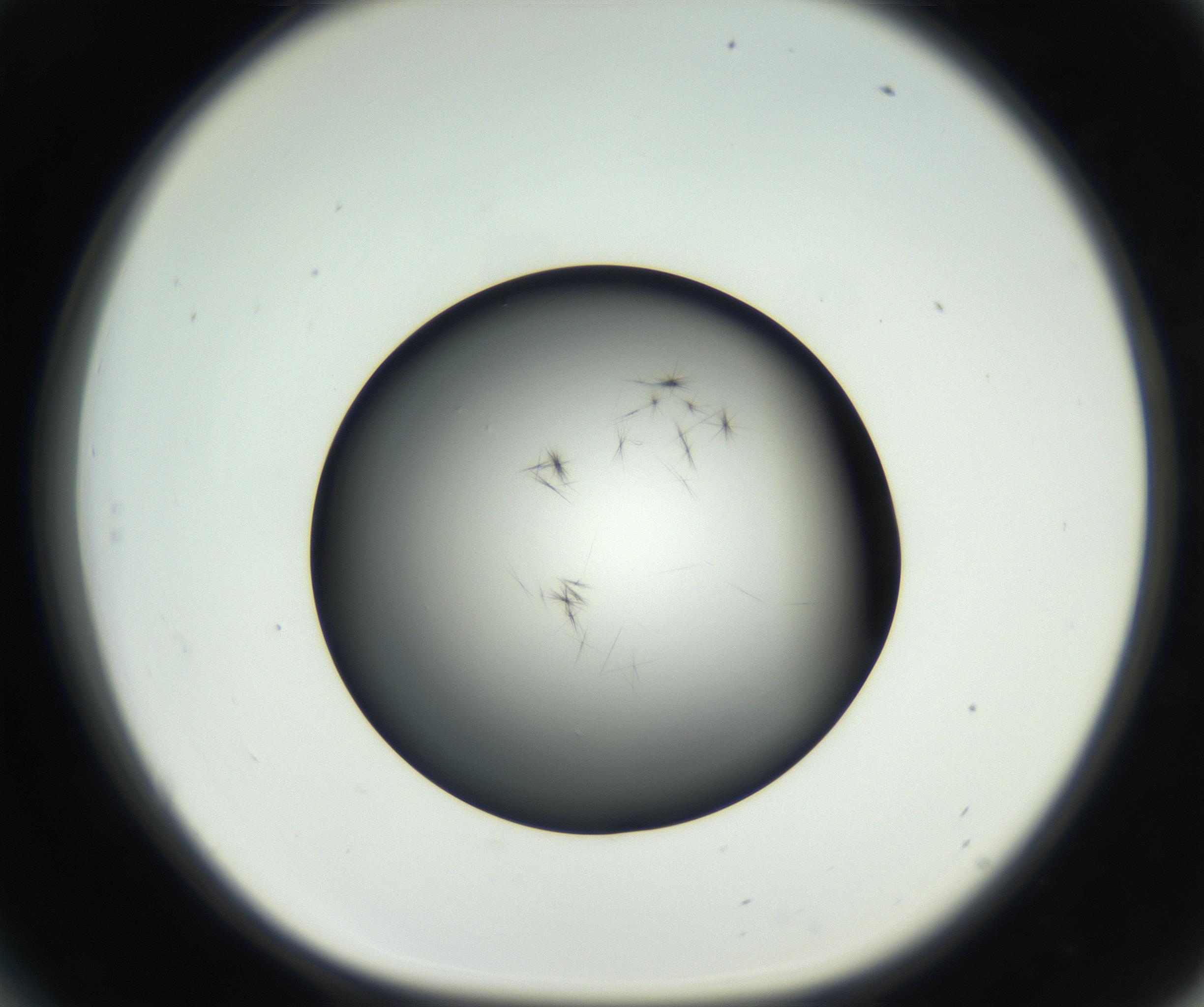 RI01_03_000_0212_Proj1_Clon1_MC_0000MC102650_005_160824_06_05_01_00_99_002_001_RAI.jpg