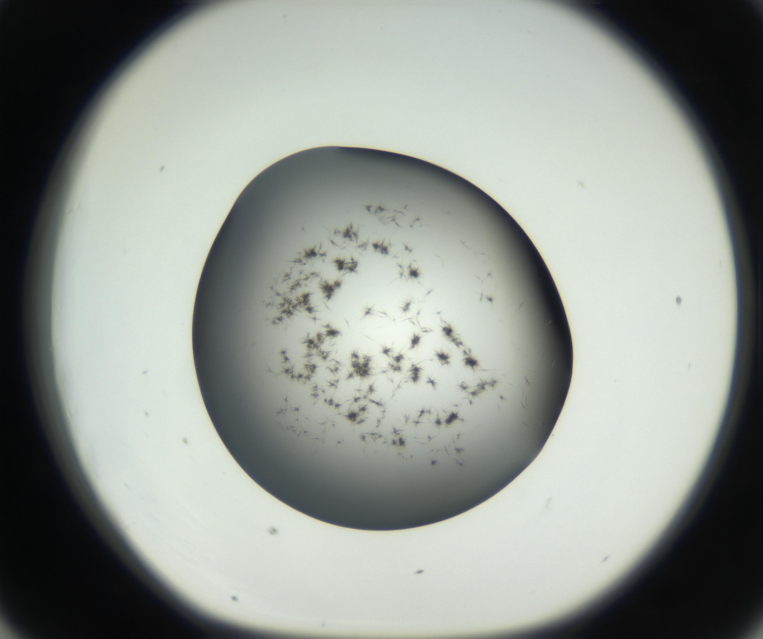 RI01_03_000_0212_Proj1_Clon1_MC_0000MC102650_005_160824_07_04_01_00_99_002_001_RAI.jpg