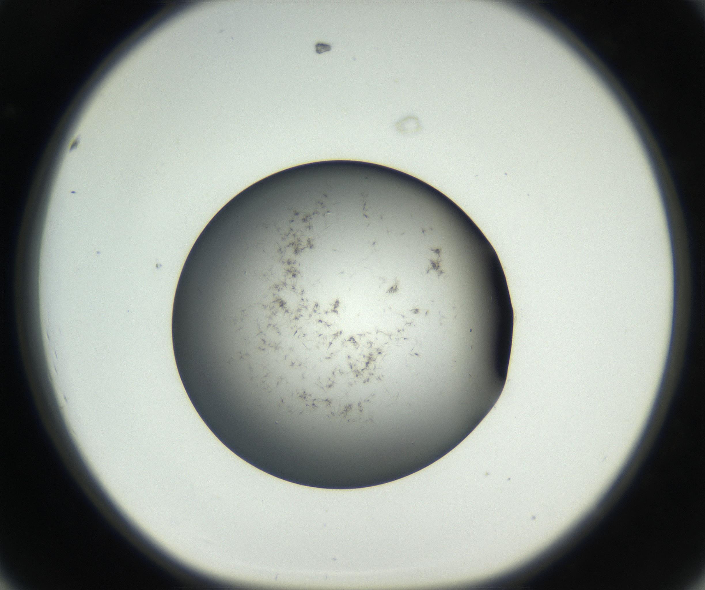 RI01_03_000_0212_Proj1_Clon1_MC_0000MC102650_005_160824_08_04_01_00_99_002_001_RAI.jpg