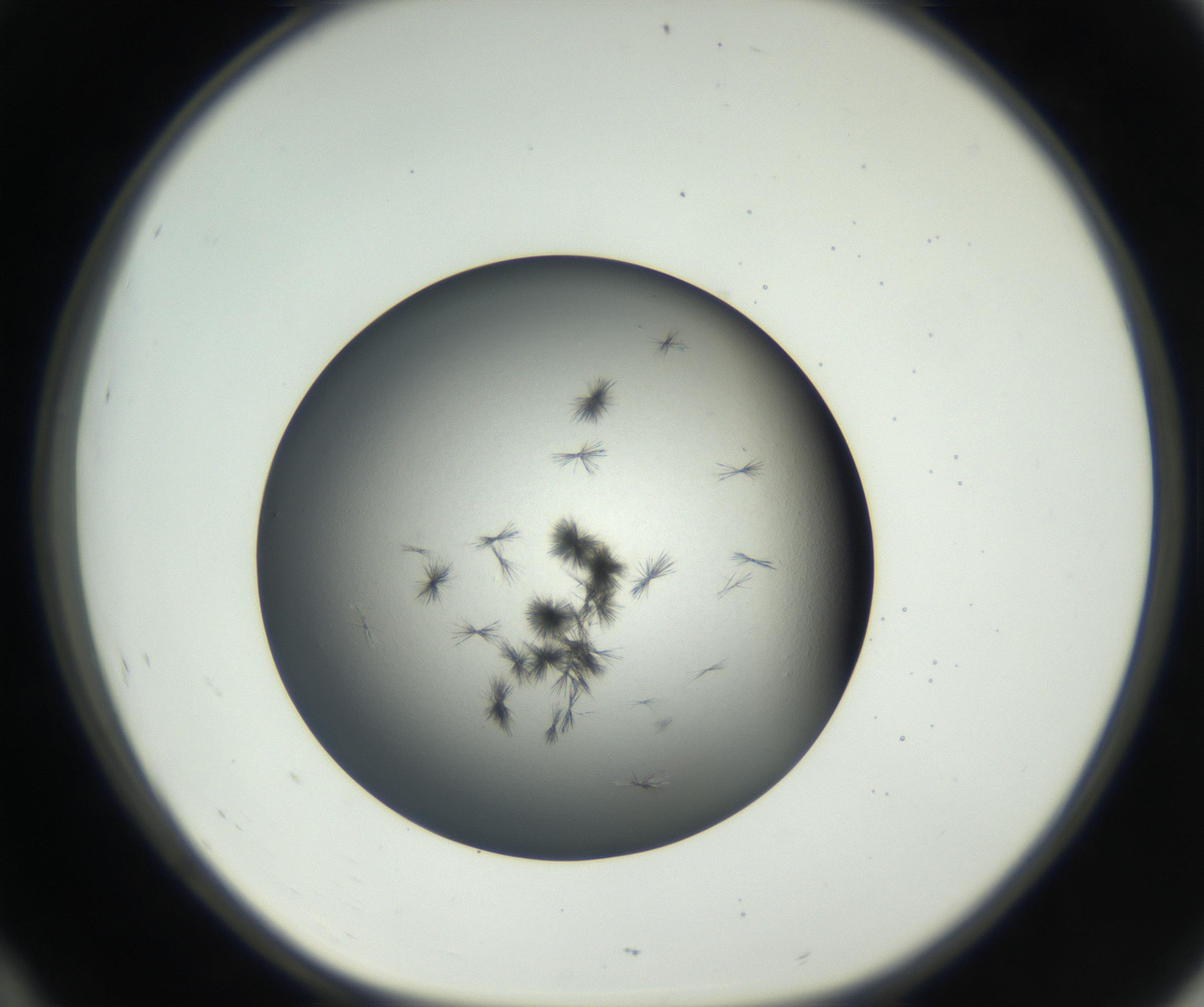 RI01_03_000_0212_Proj1_Clon1_MC_0000MC102650_005_160824_10_04_01_00_99_002_001_RAI.jpg