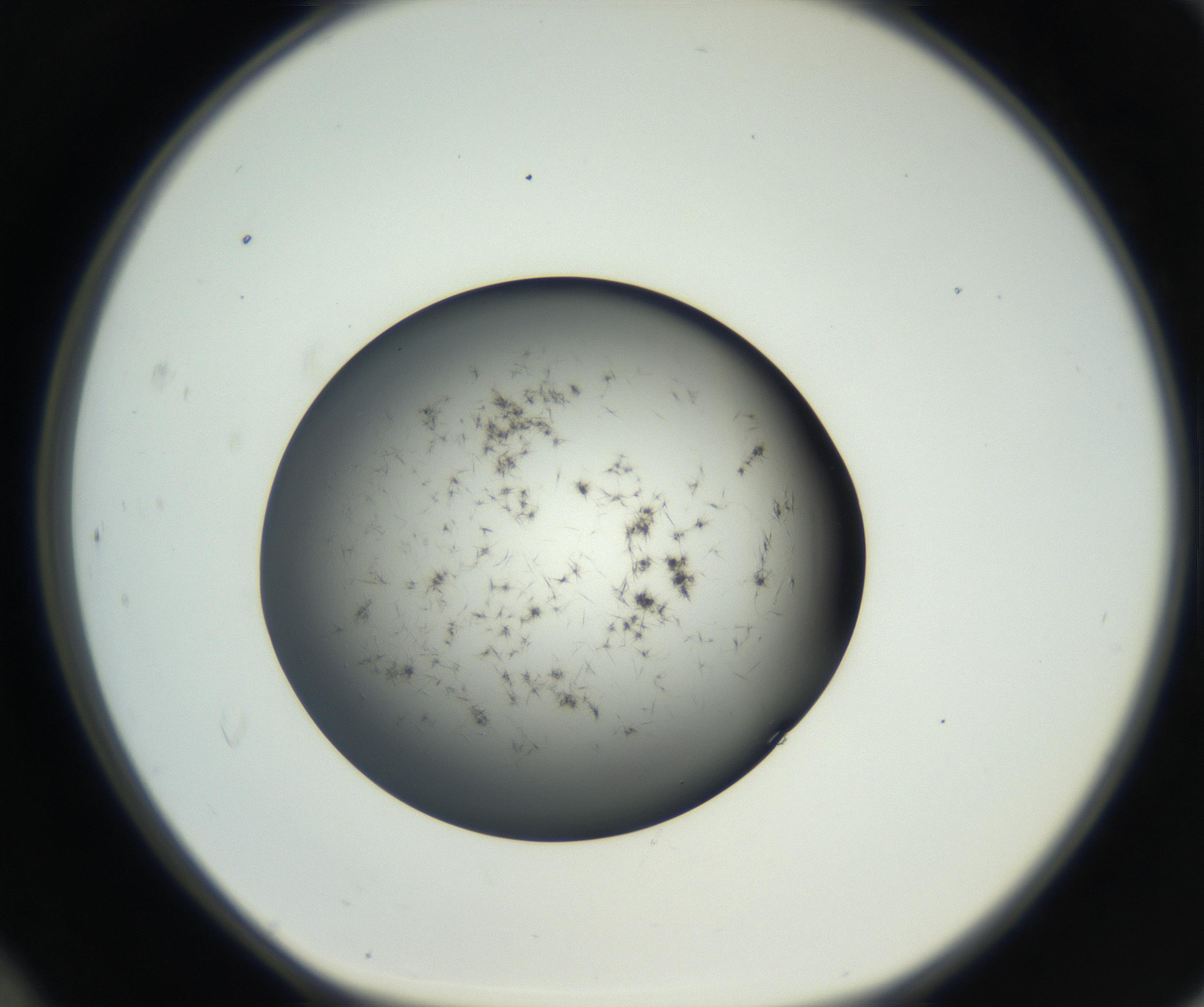 RI01_03_000_0212_Proj1_Clon1_MC_0000MC102650_005_160824_12_04_01_00_99_002_001_RAI.jpg