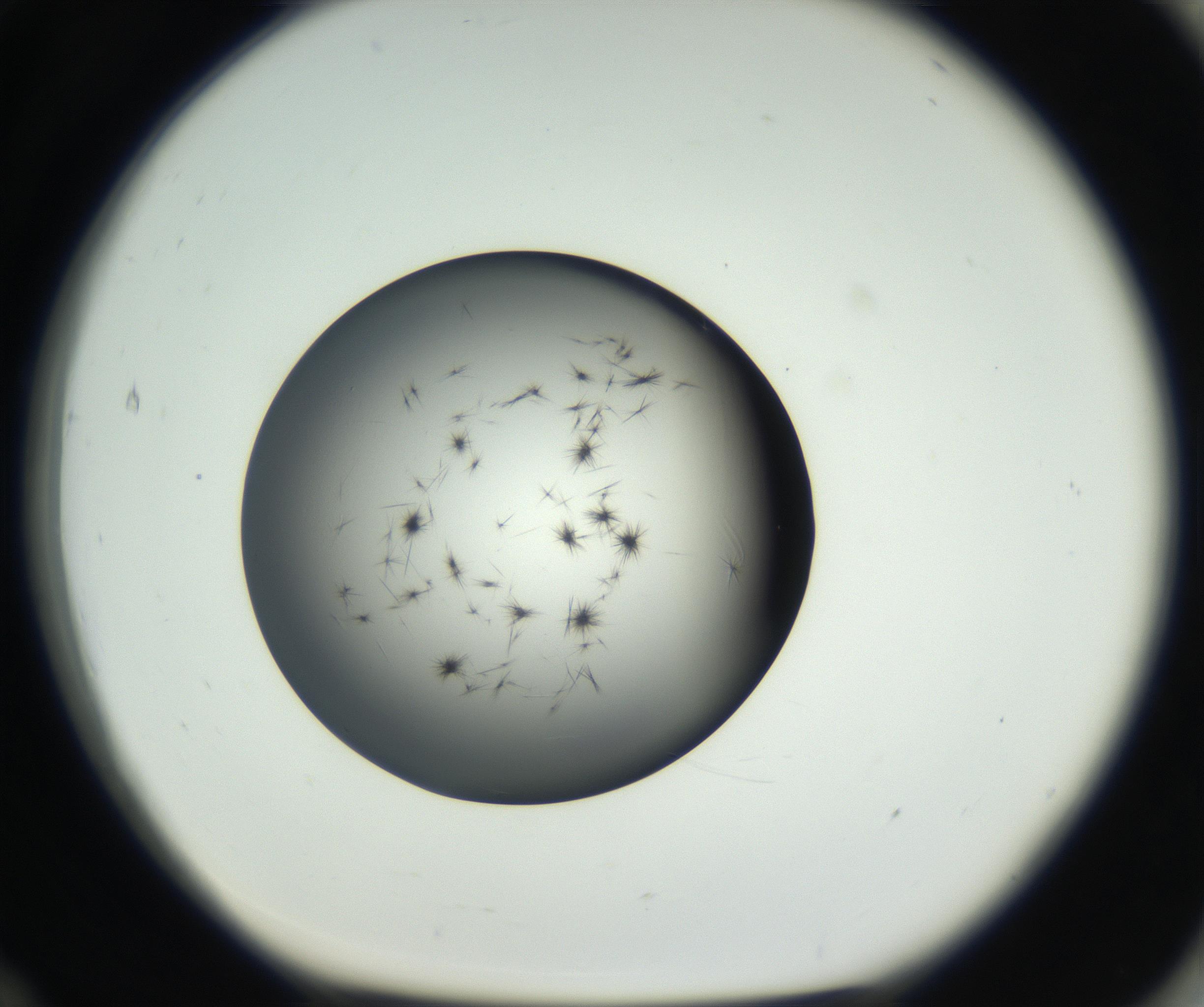 RI01_03_000_0212_Proj1_Clon1_MC_0000MC102650_005_160824_12_07_01_00_99_002_001_RAI.jpg