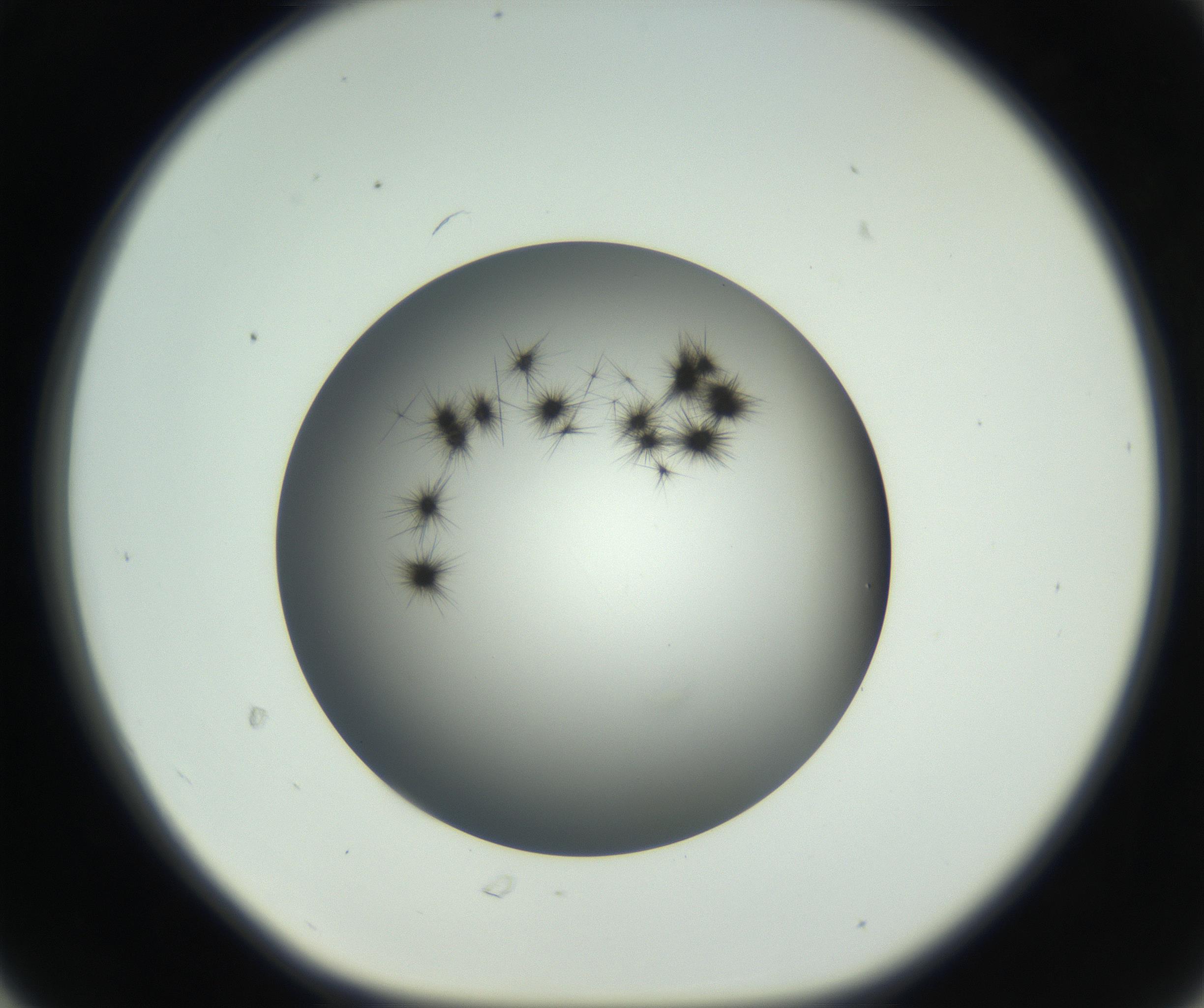 RI01_03_000_0212_Proj1_Clon1_MC_0000MC102650_010_160922_06_03_01_00_99_002_001_RAI.jpg