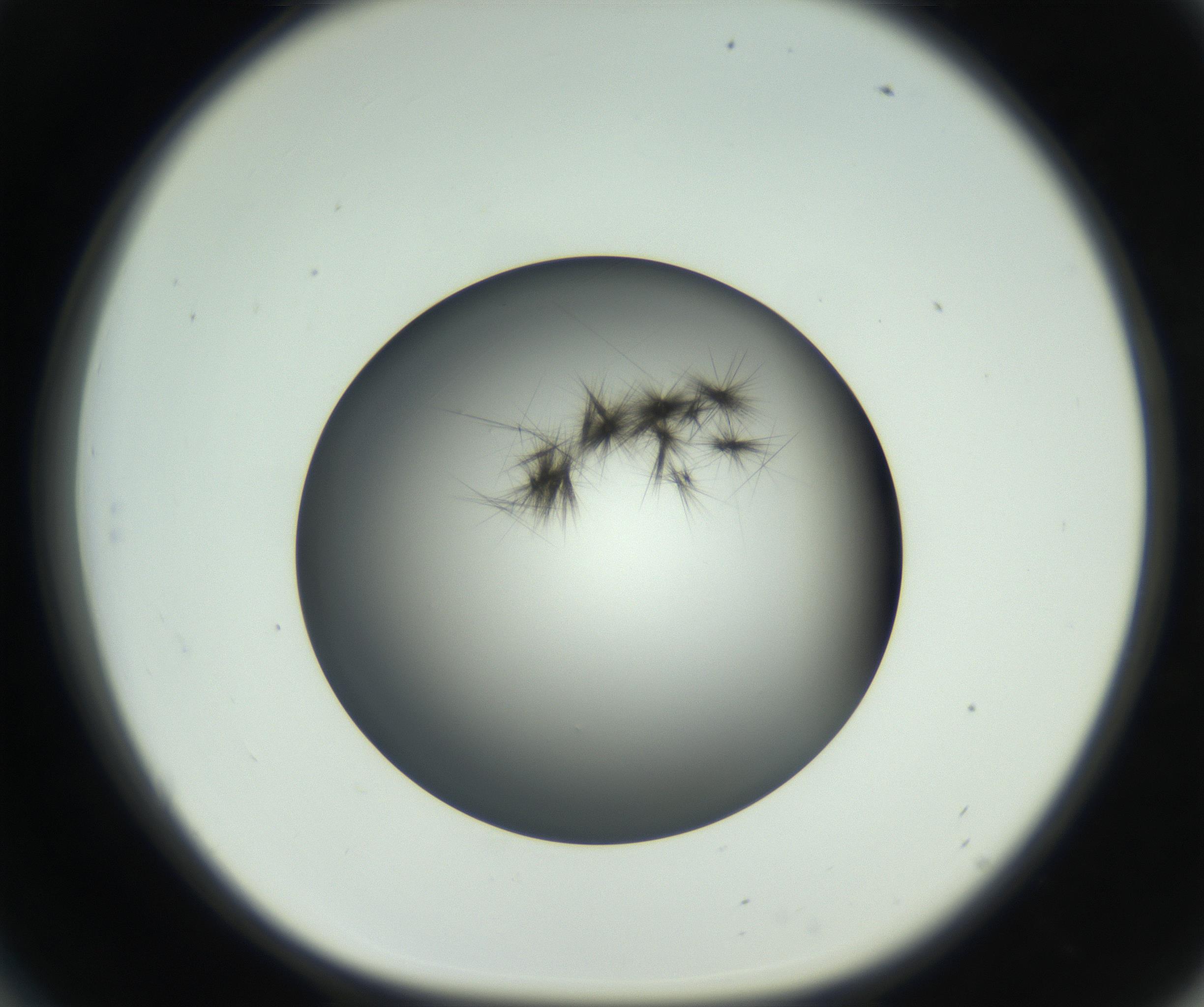 RI01_03_000_0212_Proj1_Clon1_MC_0000MC102650_010_160922_06_05_01_00_99_002_001_RAI.jpg