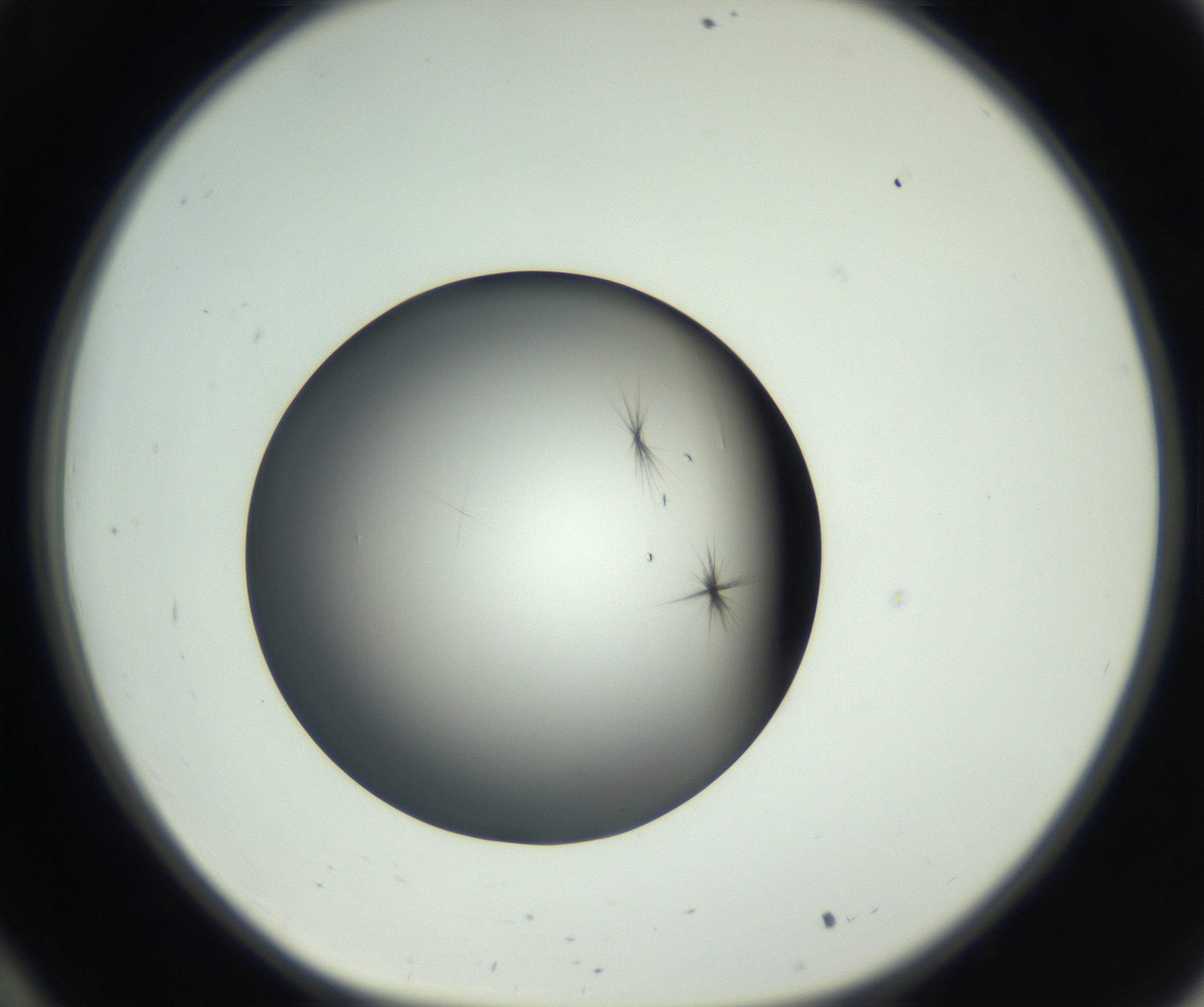 RI01_03_000_0212_Proj1_Clon1_MC_0000MC102650_010_160922_10_03_01_00_99_002_001_RAI.jpg