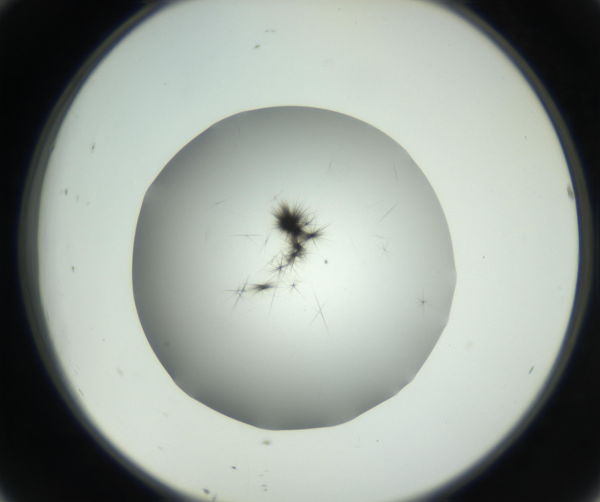 RI01_03_000_0212_Proj1_Clon1_MC_0000MC102650_010_160922_10_04_02_00_99_002_001_RAI.jpg