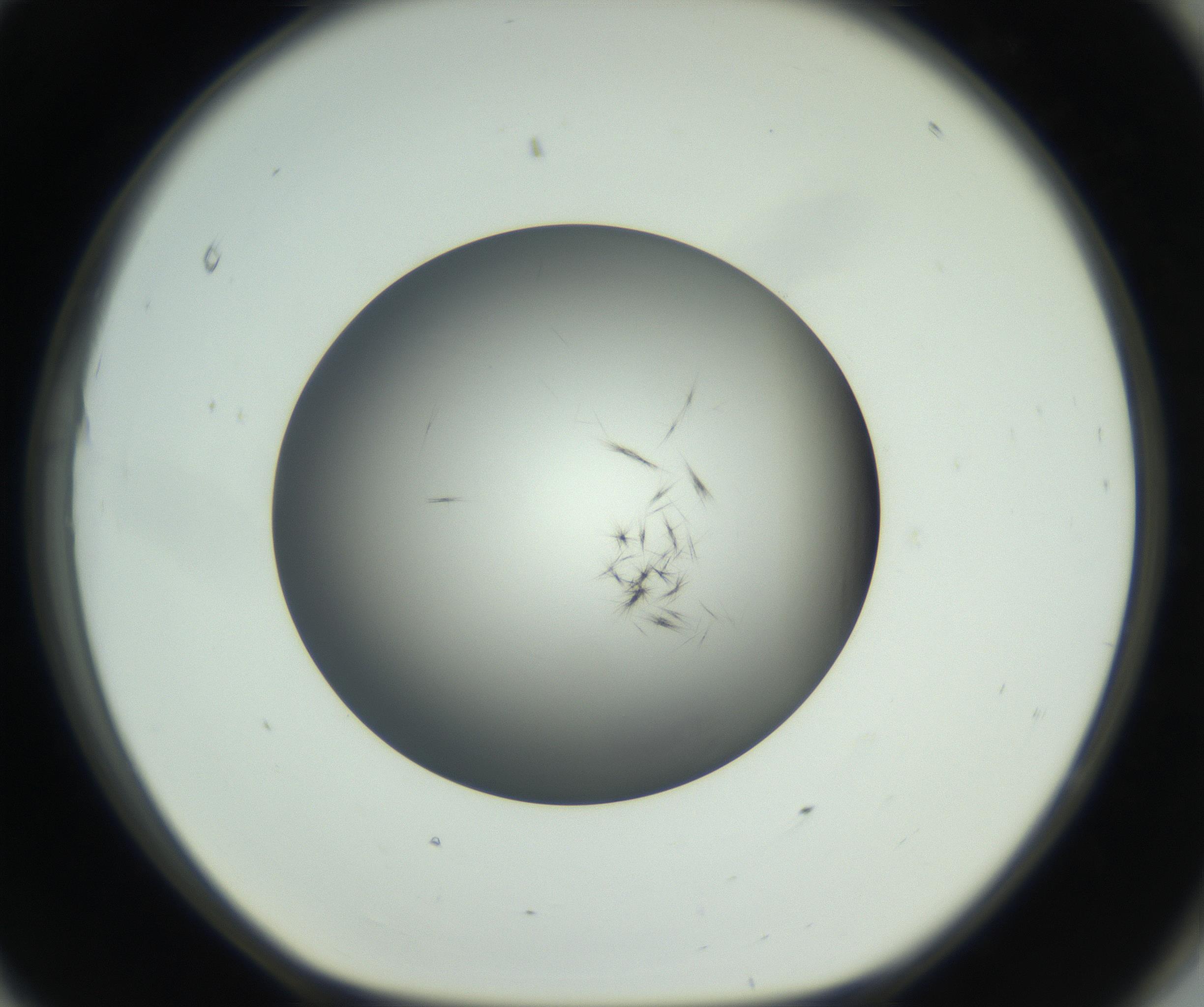 RI01_03_000_0212_Proj1_Clon1_MC_0000MC102650_010_160922_11_08_01_00_99_002_001_RAI.jpg