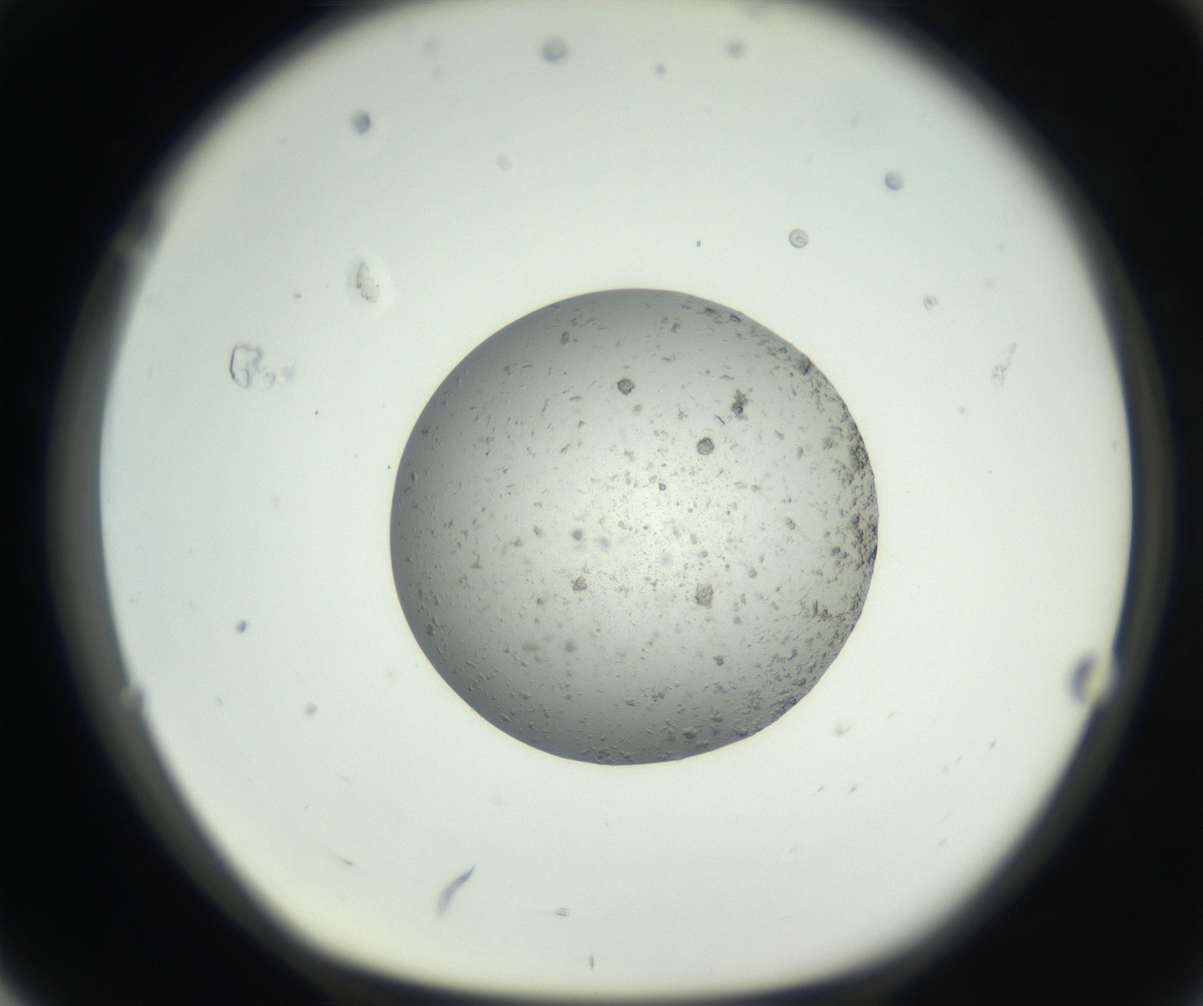 RI01_03_000_0212_Proj1_Clon1_MC_0000MC102652_007_160830_04_07_01_00_99_002_001_RAI.jpg