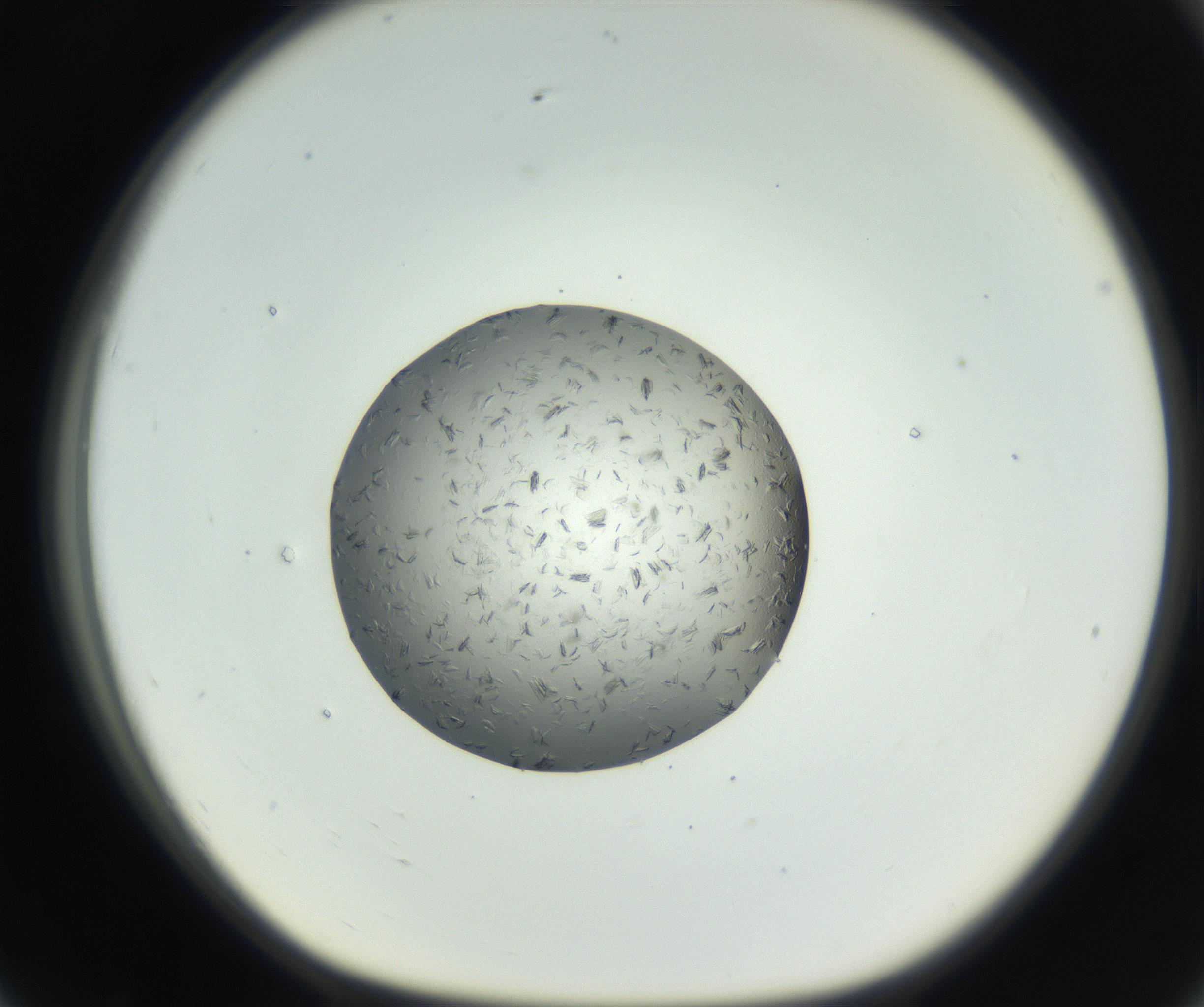 RI01_03_000_0212_Proj1_Clon1_MC_0000MC102652_007_160830_07_07_01_00_99_002_001_RAI.jpg