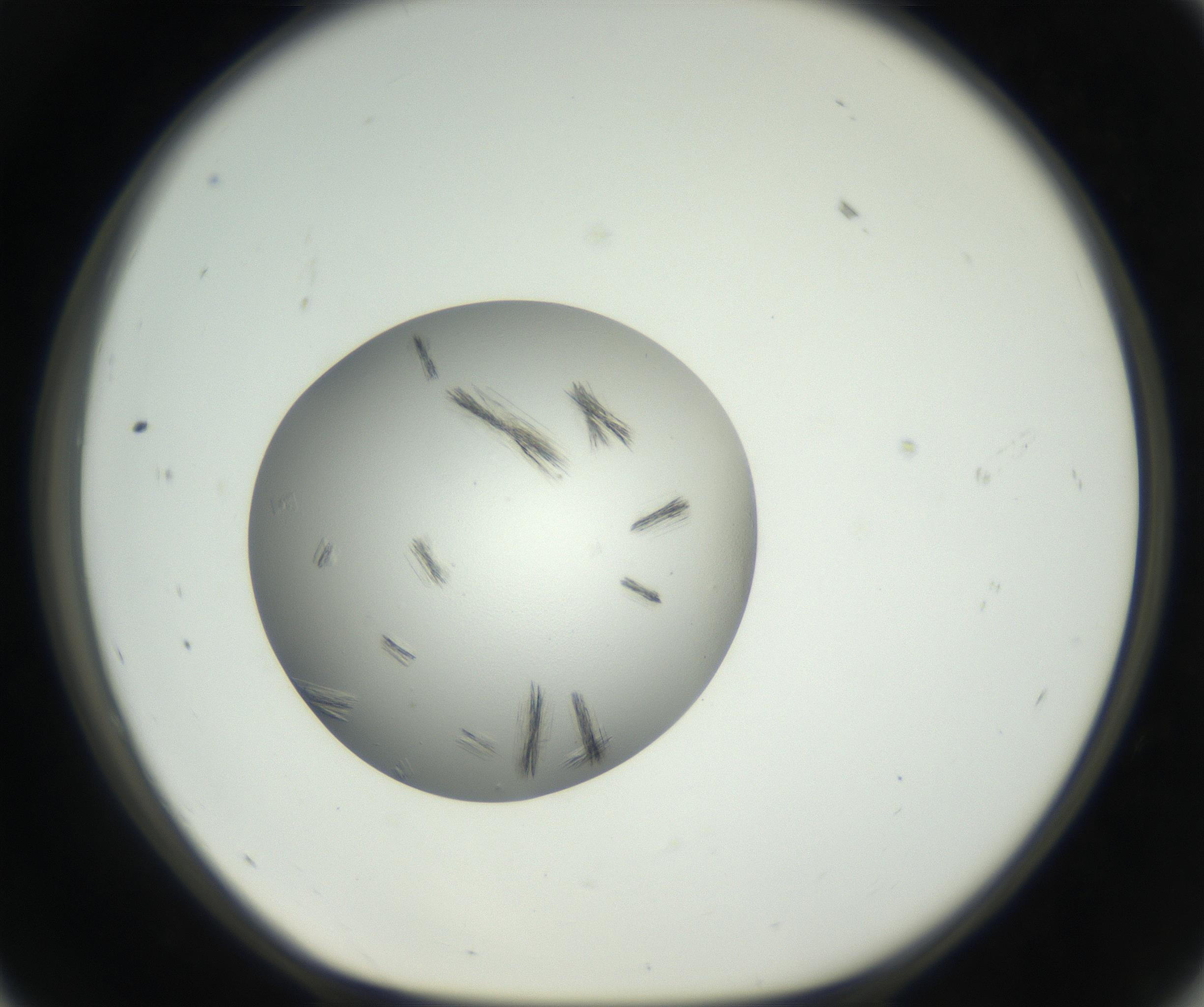 RI01_03_000_0212_Proj1_Clon1_MC_0000MC102652_007_160830_11_05_01_00_99_002_001_RAI.jpg