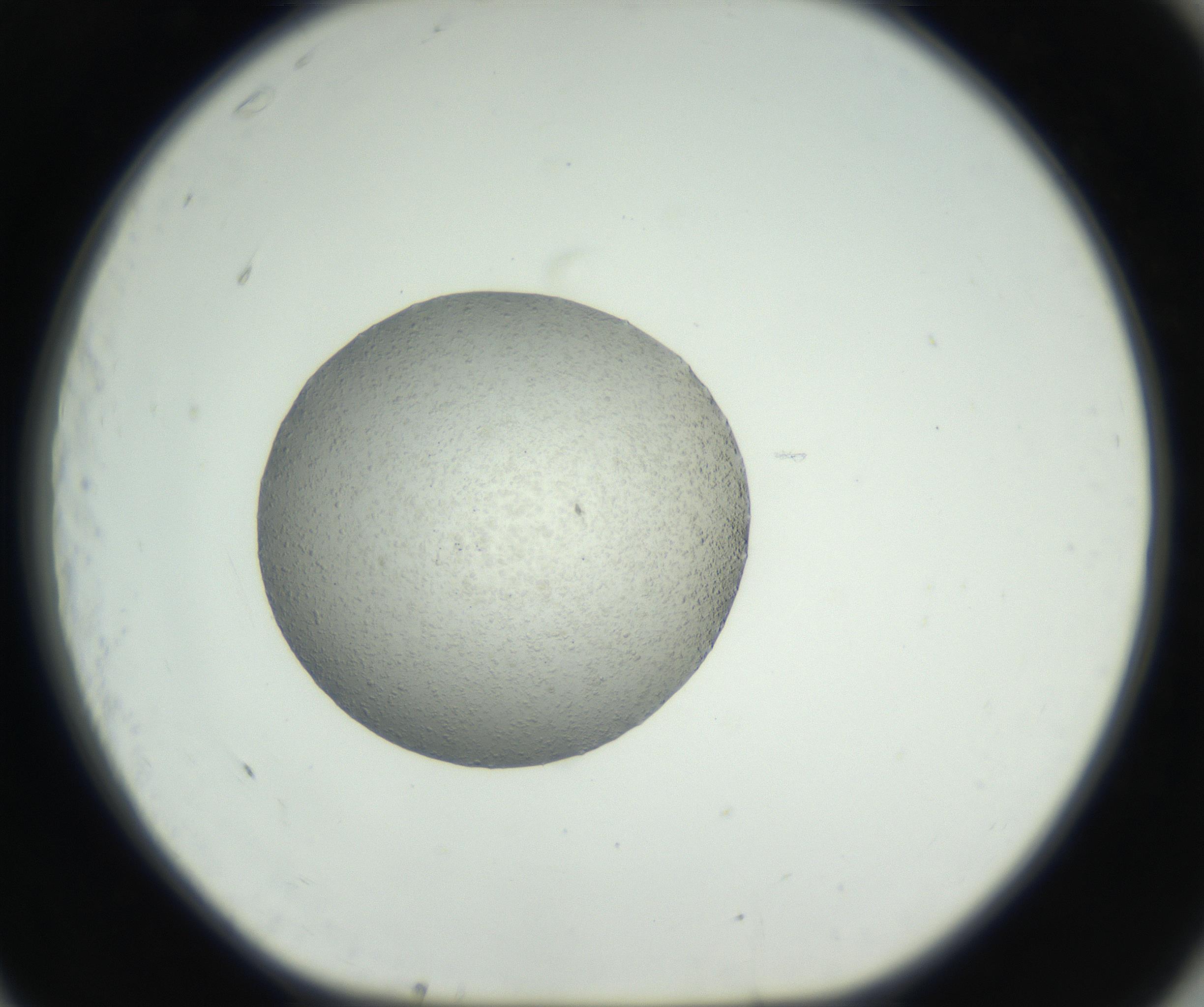 RI01_03_000_0212_Proj1_Clon1_MC_0000MC102652_007_160830_11_07_01_00_99_002_001_RAI.jpg
