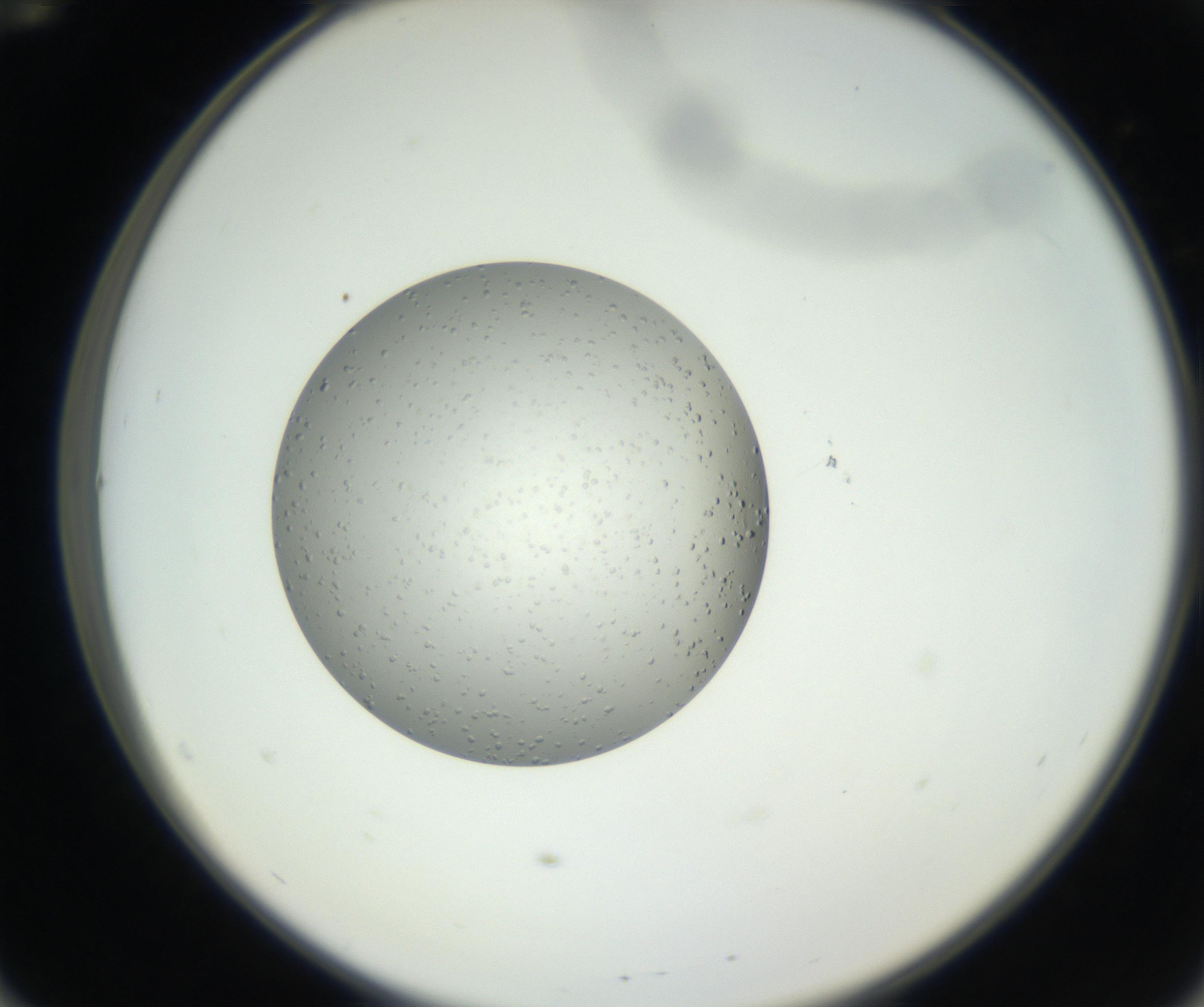 RI01_03_000_0212_Proj1_Clon1_MC_0000MC102652_007_160830_12_05_02_00_99_002_001_RAI.jpg