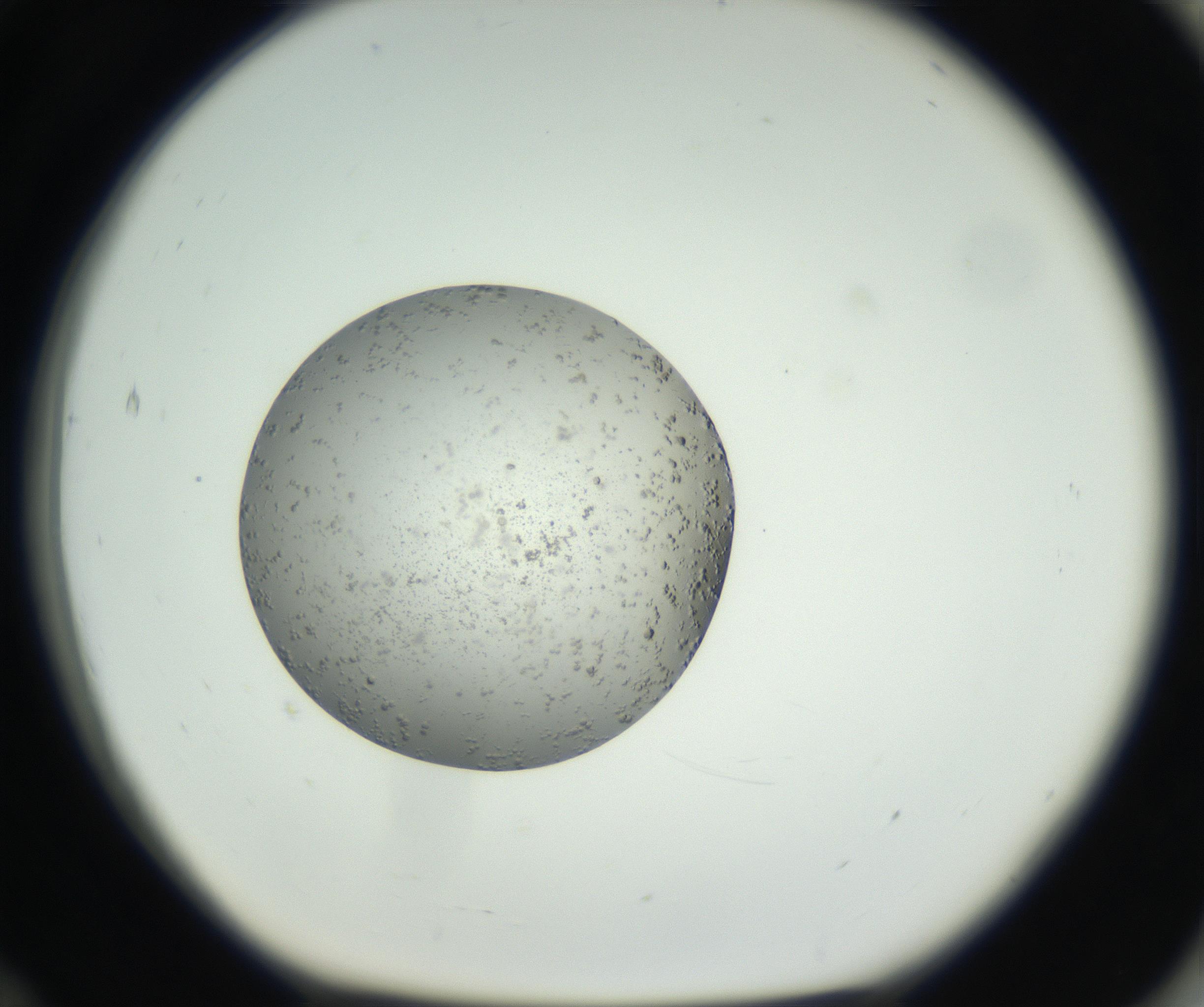 RI01_03_000_0212_Proj1_Clon1_MC_0000MC102652_007_160830_12_07_01_00_99_002_001_RAI.jpg