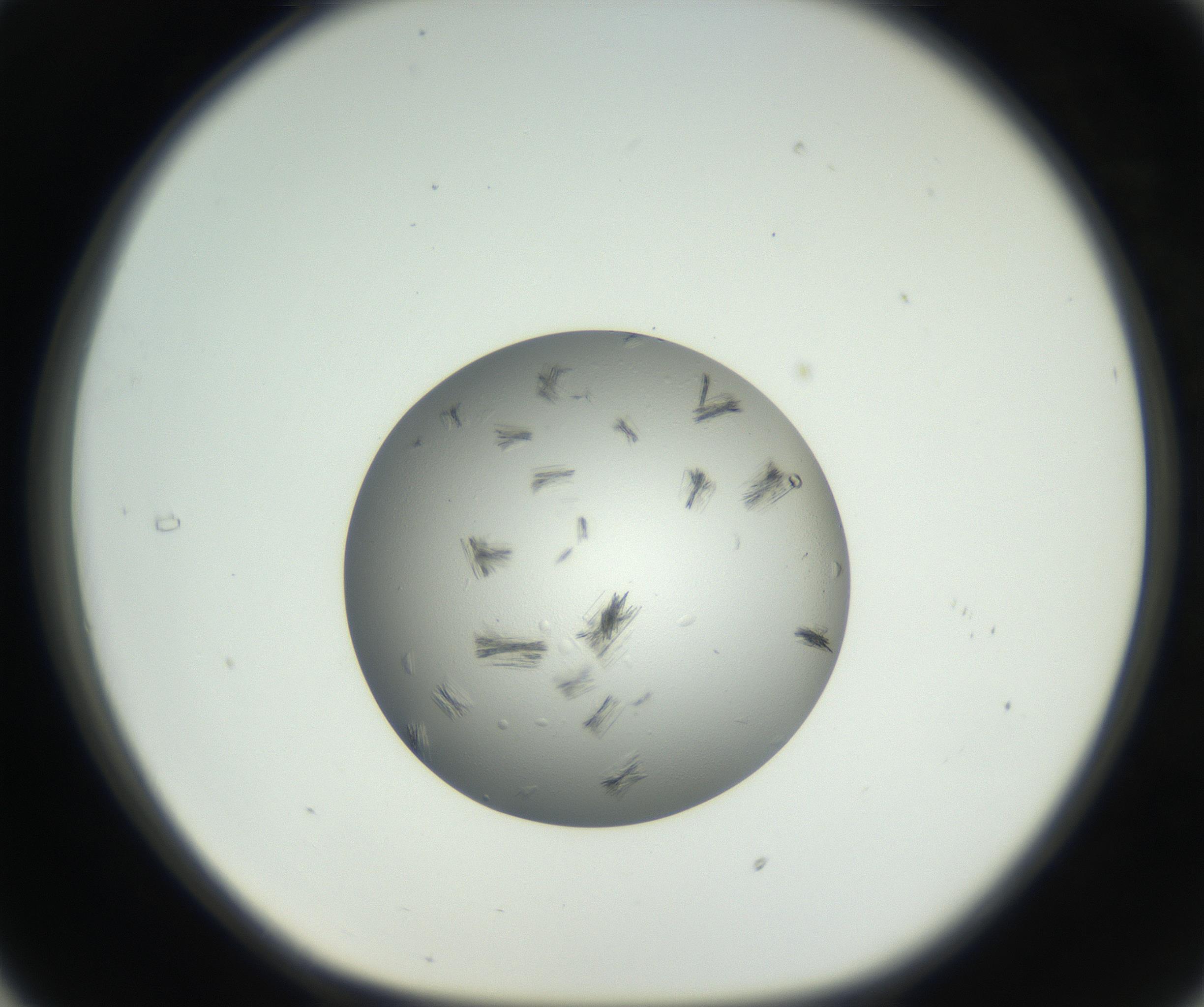 RI01_03_000_0212_Proj1_Clon1_MC_0000MC102653_007_160830_05_03_01_00_99_002_001_RAI.jpg