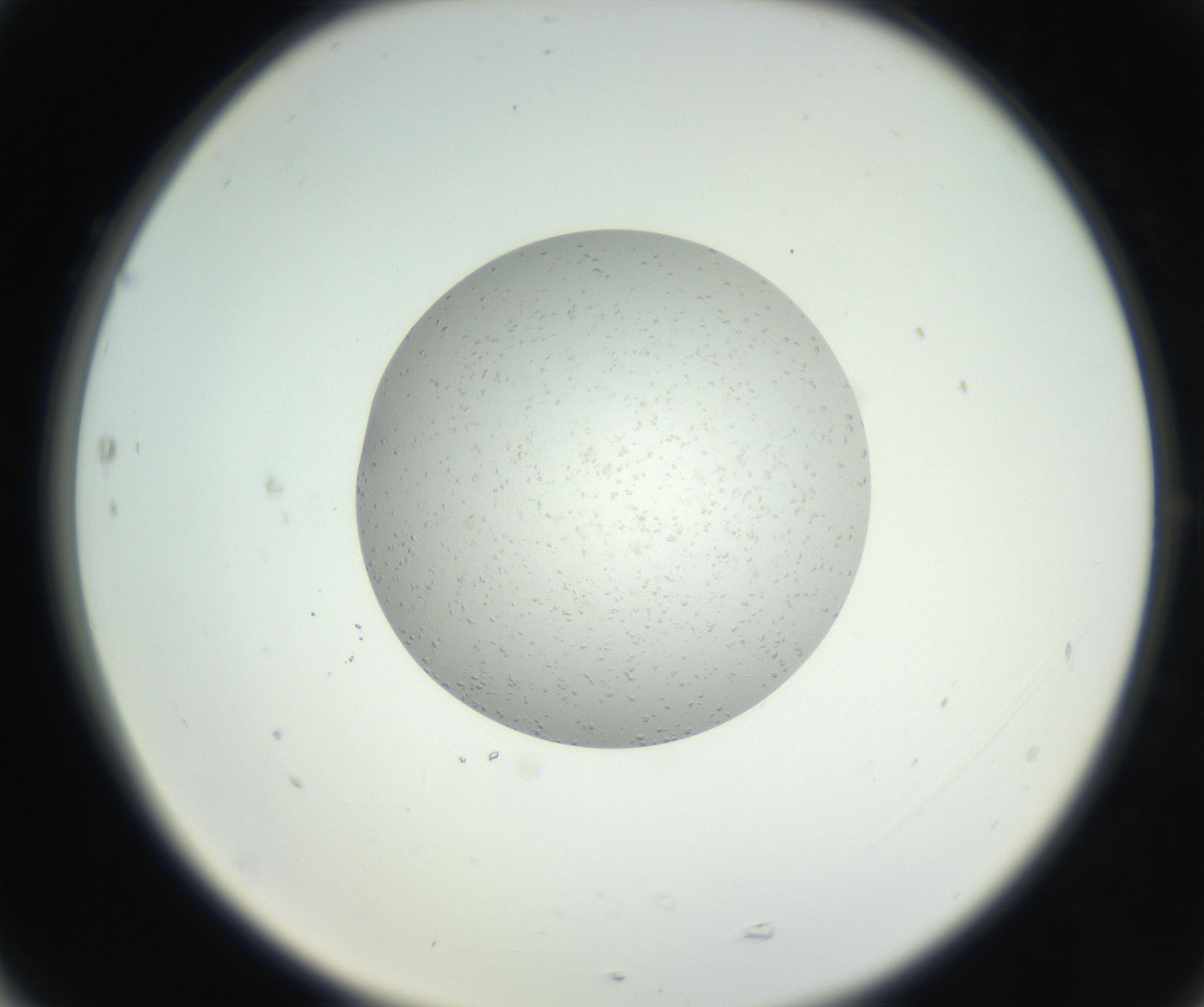 RI01_03_000_0212_Proj1_Clon1_MC_0000MC102653_007_160830_05_07_02_00_99_002_001_RAI.jpg