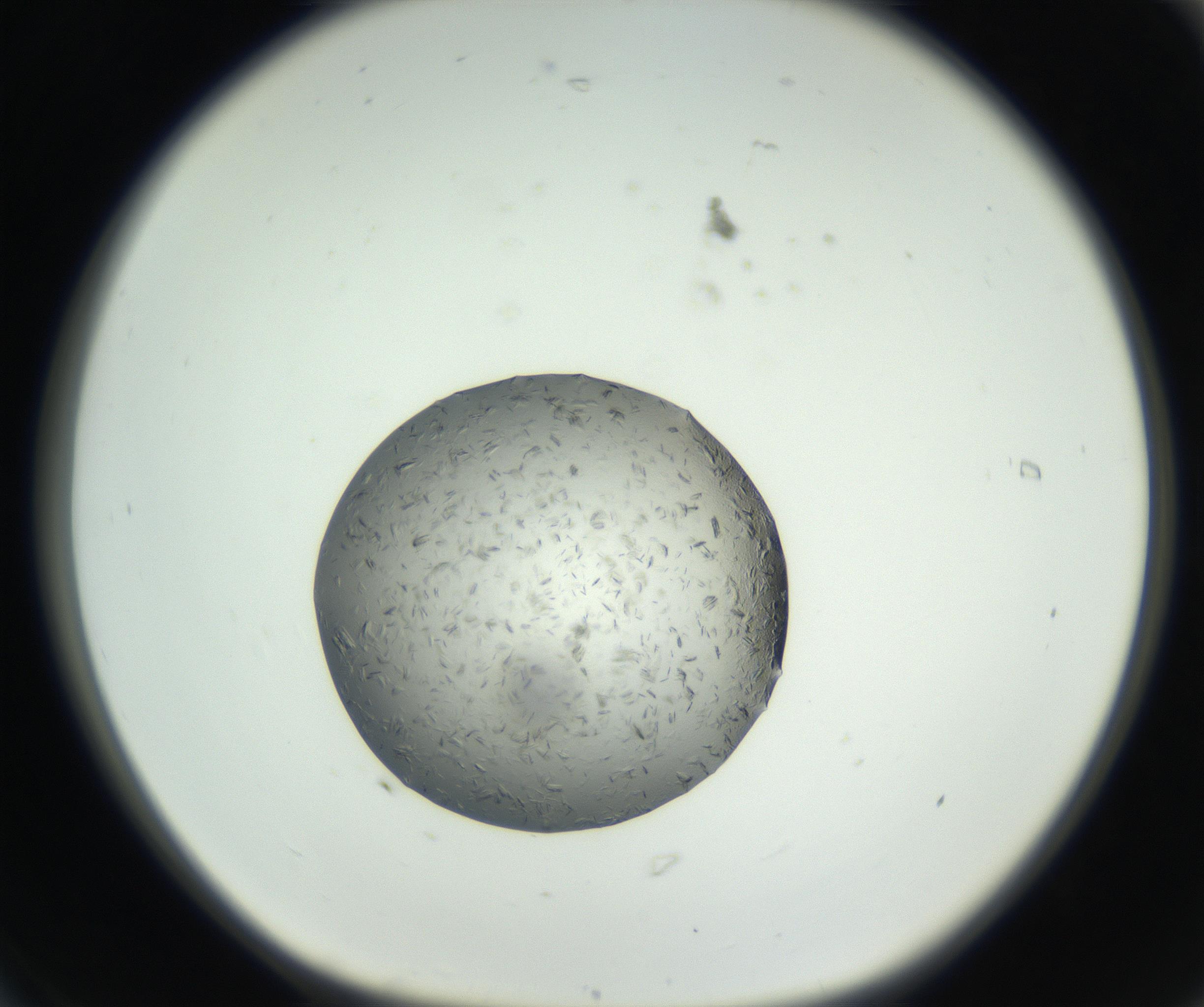RI01_03_000_0212_Proj1_Clon1_MC_0000MC102653_007_160830_06_01_01_00_99_002_001_RAI.jpg