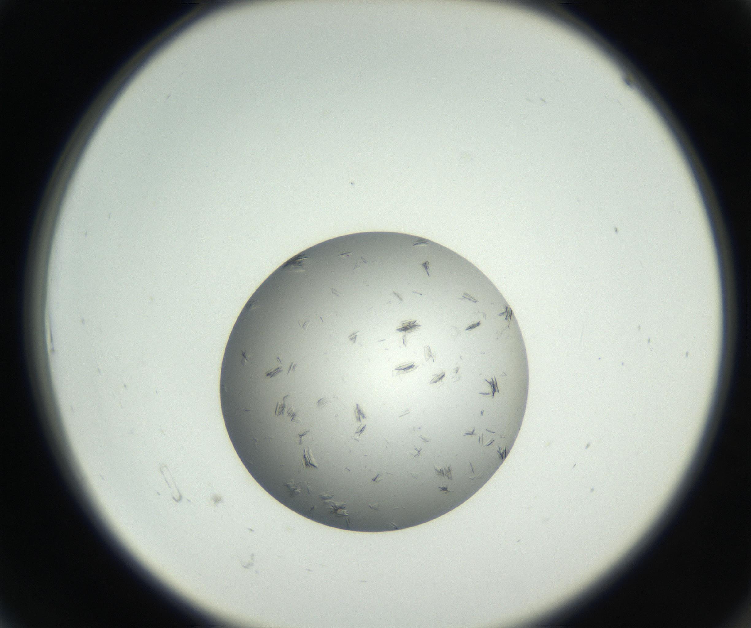 RI01_03_000_0212_Proj1_Clon1_MC_0000MC102653_007_160830_06_01_02_00_99_002_001_RAI.jpg