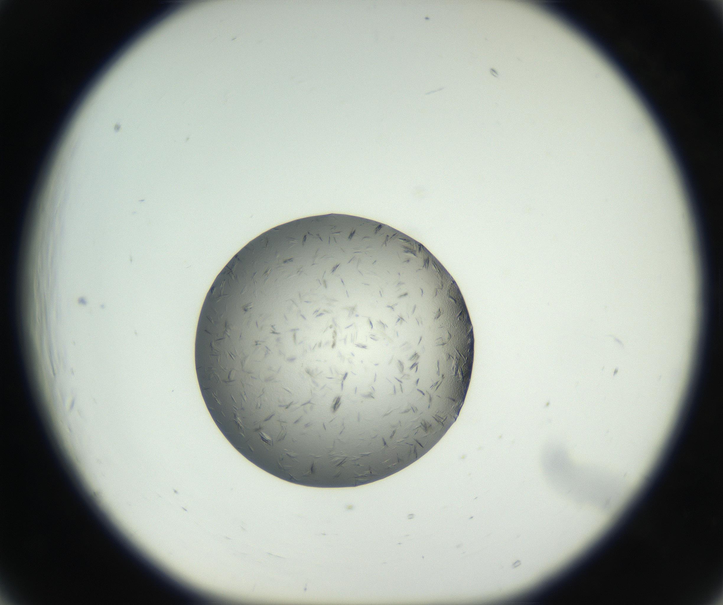 RI01_03_000_0212_Proj1_Clon1_MC_0000MC102653_007_160830_06_02_01_00_99_002_001_RAI.jpg
