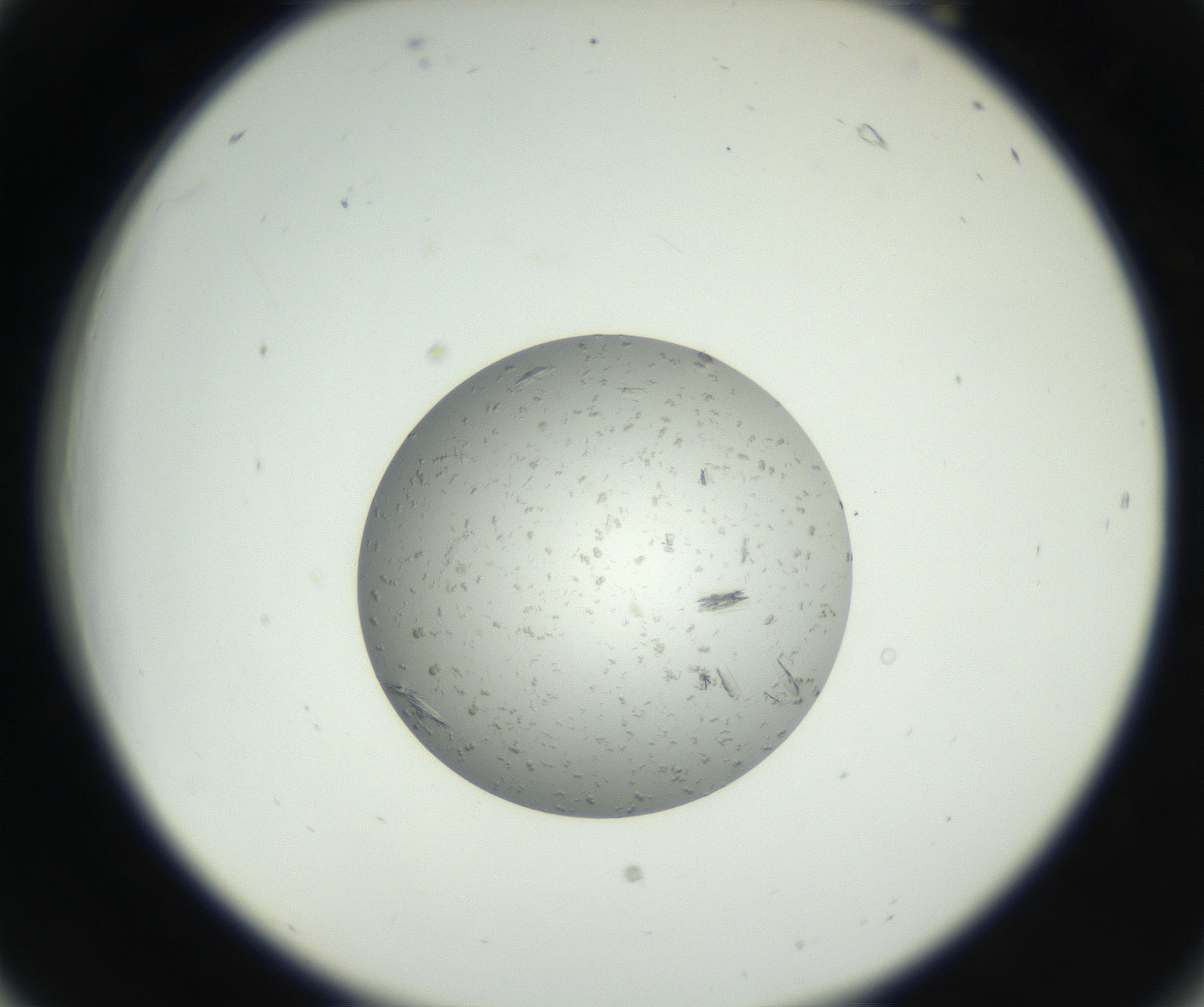 RI01_03_000_0212_Proj1_Clon1_MC_0000MC102653_007_160830_06_02_02_00_99_002_001_RAI.jpg