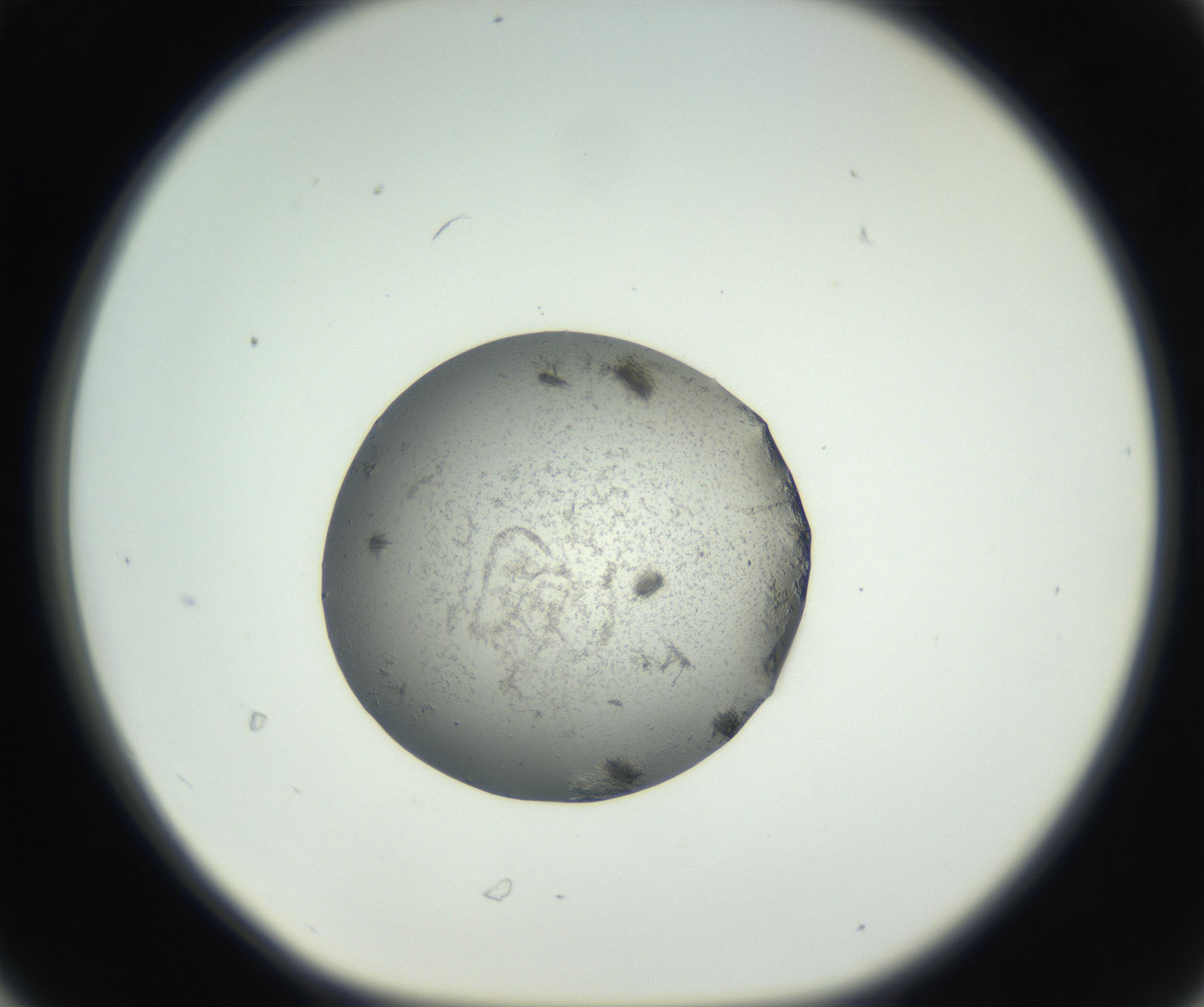 RI01_03_000_0212_Proj1_Clon1_MC_0000MC102653_007_160830_06_03_01_00_99_002_001_RAI.jpg
