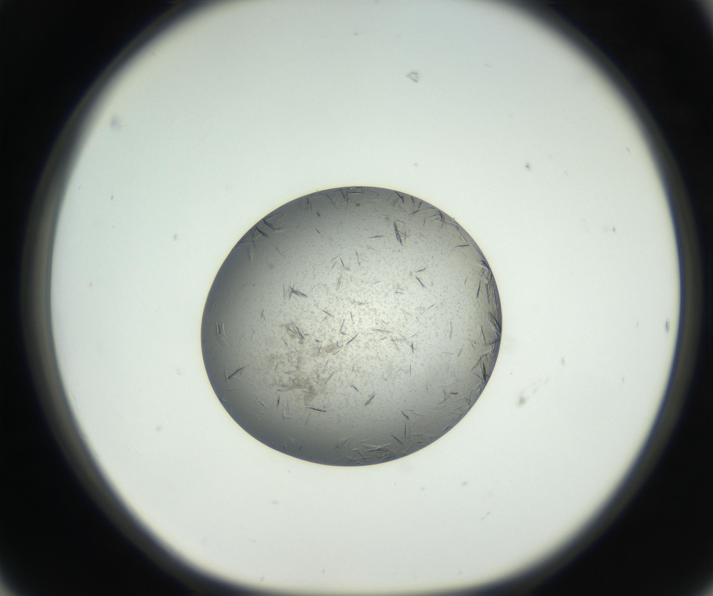 RI01_03_000_0212_Proj1_Clon1_MC_0000MC102653_007_160830_06_04_01_00_99_002_001_RAI.jpg