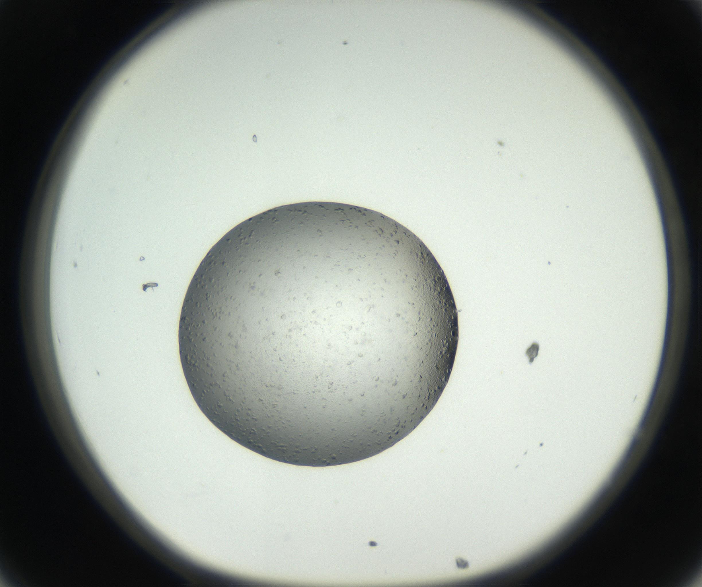 RI01_03_000_0212_Proj1_Clon1_MC_0000MC102653_007_160830_08_03_01_00_99_002_001_RAI.jpg