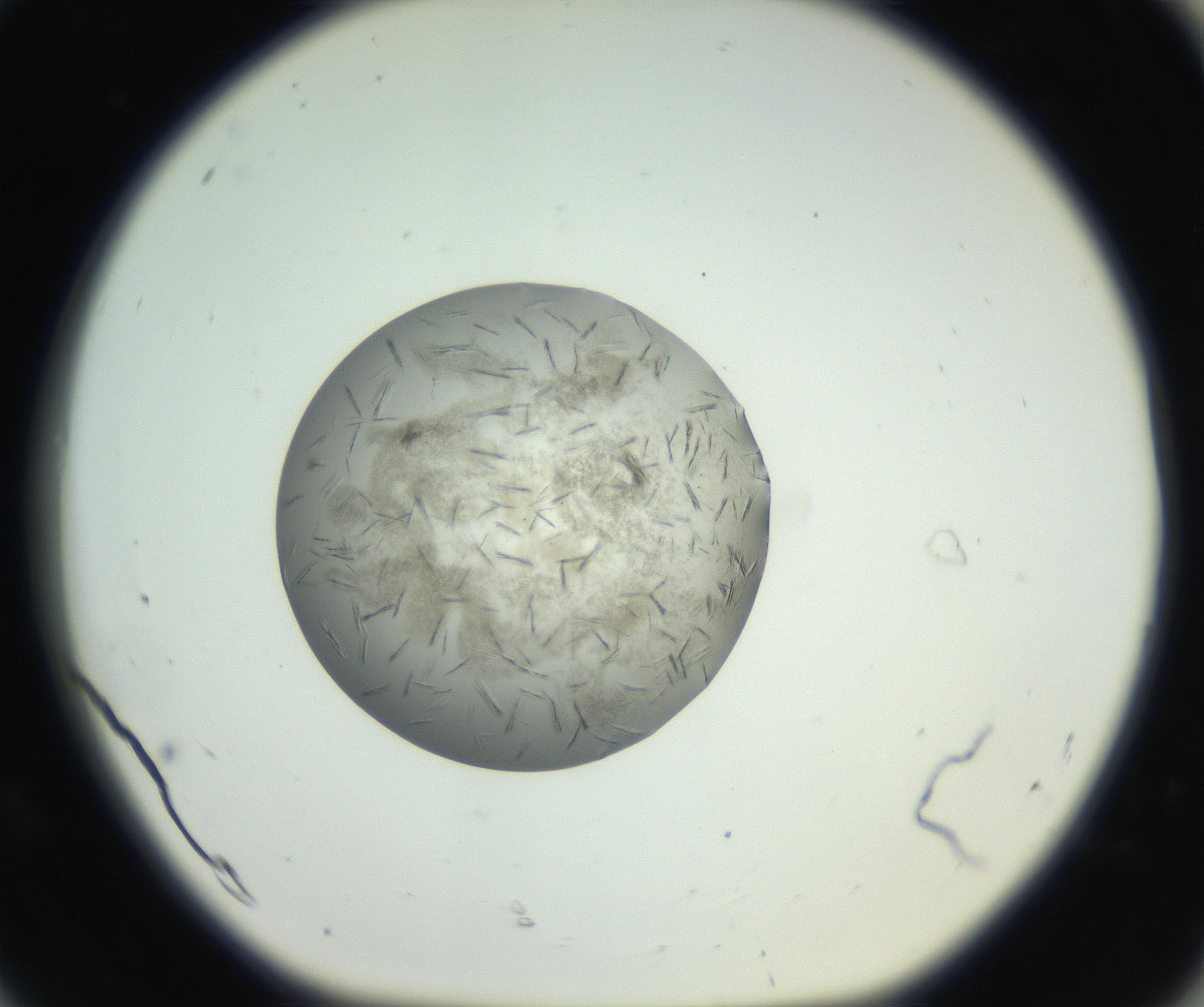 RI01_03_000_0212_Proj1_Clon1_MC_0000MC102653_007_160830_08_08_01_00_99_002_001_RAI.jpg