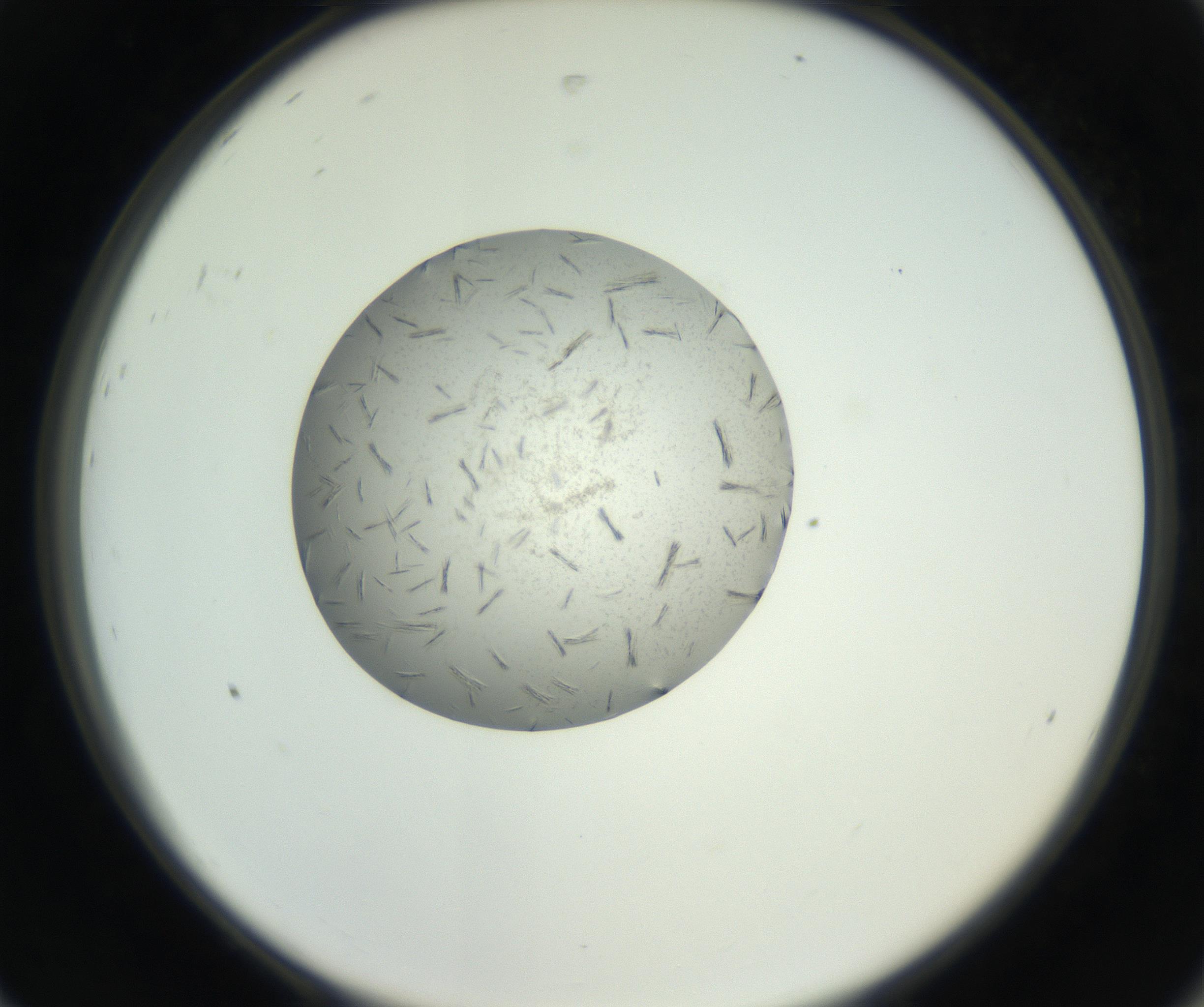 RI01_03_000_0212_Proj1_Clon1_MC_0000MC102653_007_160830_08_08_02_00_99_002_001_RAI.jpg