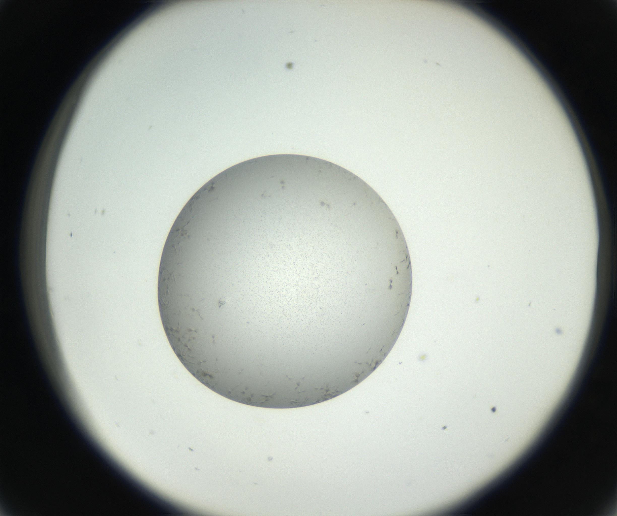 RI01_03_000_0212_Proj1_Clon1_MC_0000MC102653_007_160830_09_03_02_00_99_002_001_RAI.jpg