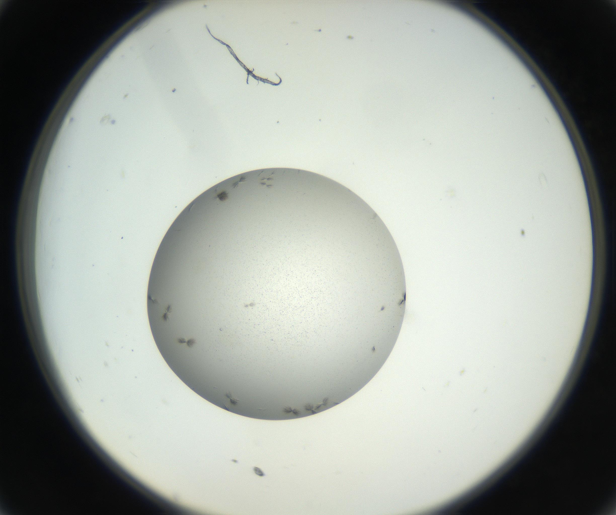 RI01_03_000_0212_Proj1_Clon1_MC_0000MC102653_007_160830_11_03_02_00_99_002_001_RAI.jpg