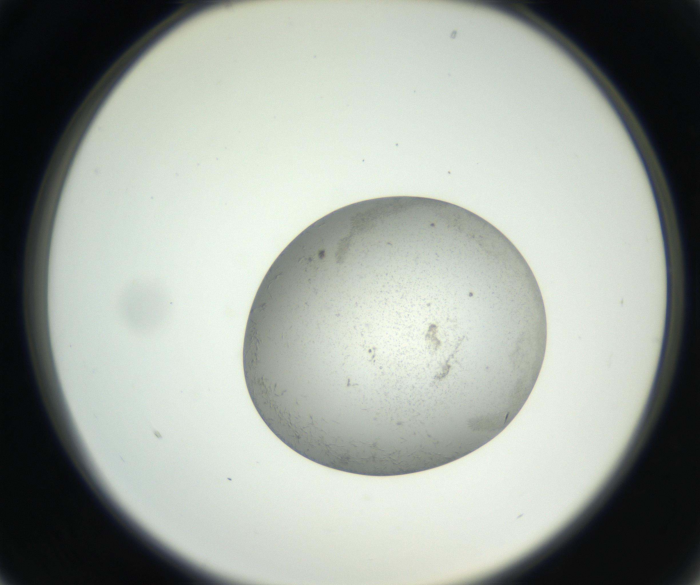 RI01_03_000_0212_Proj1_Clon1_MC_0000MC102654_007_160830_01_02_02_00_99_002_001_RAI.jpg
