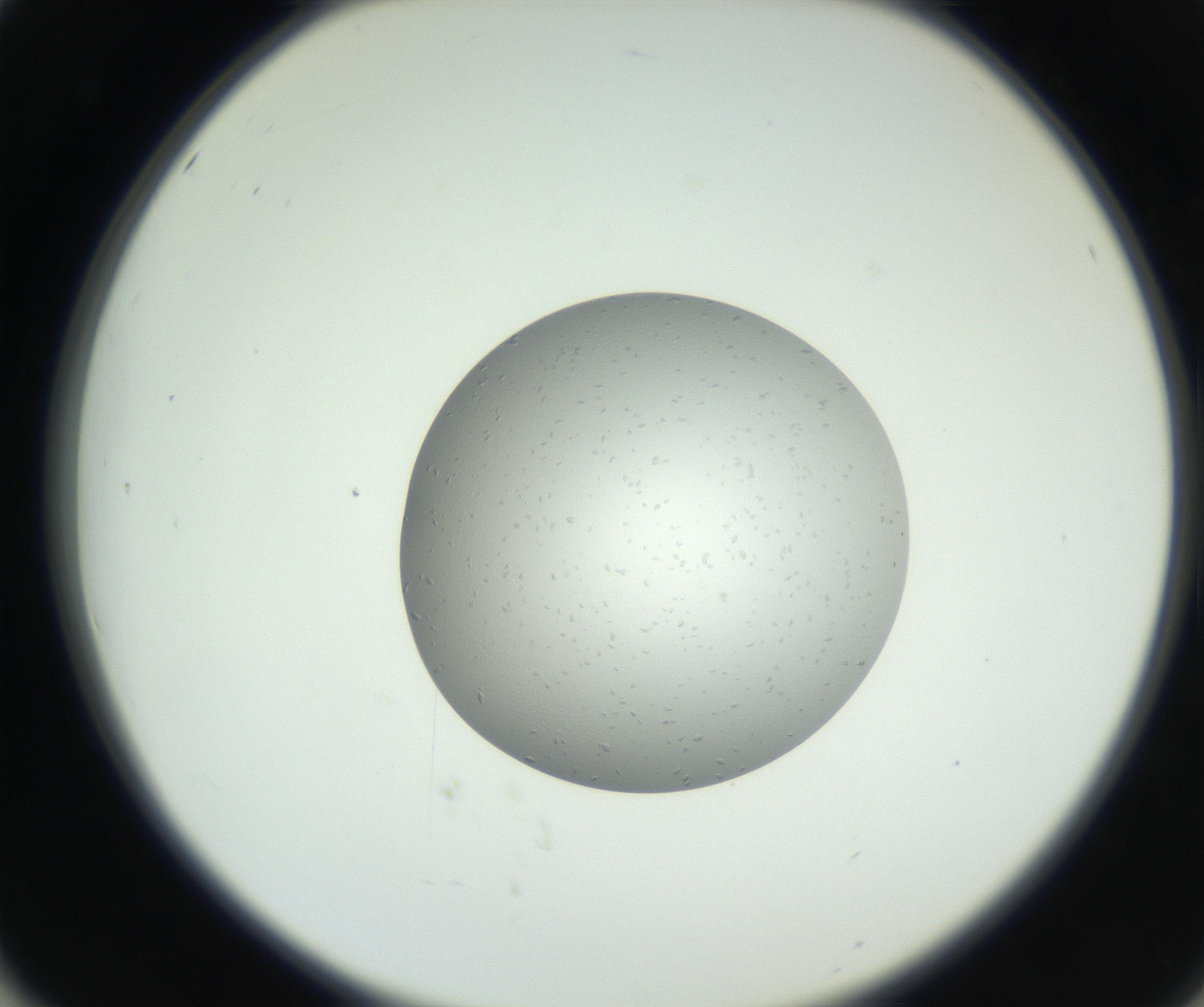 RI01_03_000_0212_Proj1_Clon1_MC_0000MC102654_007_160830_02_05_02_00_99_002_001_RAI.jpg
