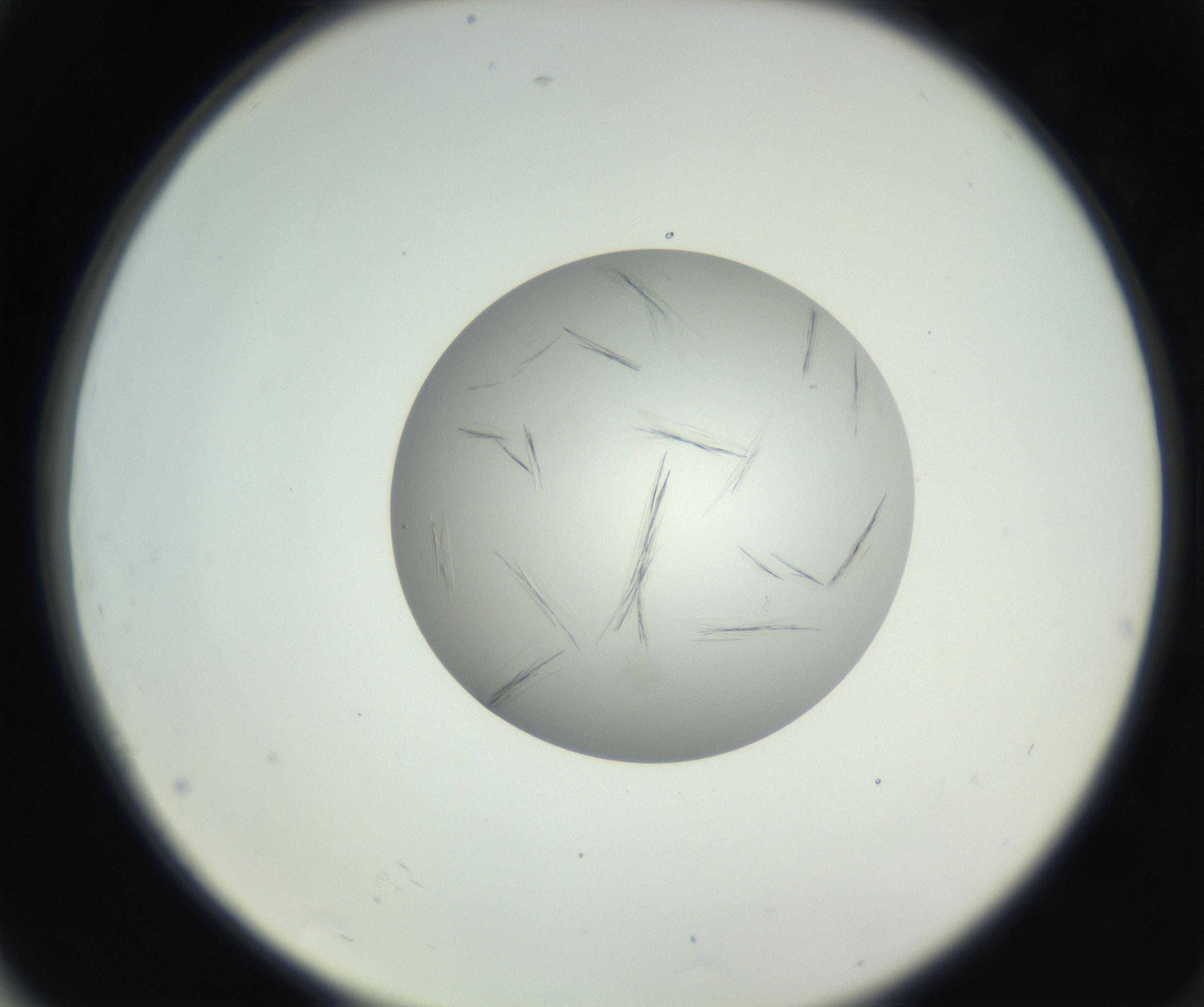 RI01_03_000_0212_Proj1_Clon1_MC_0000MC102654_007_160830_04_07_02_00_99_002_001_RAI.jpg